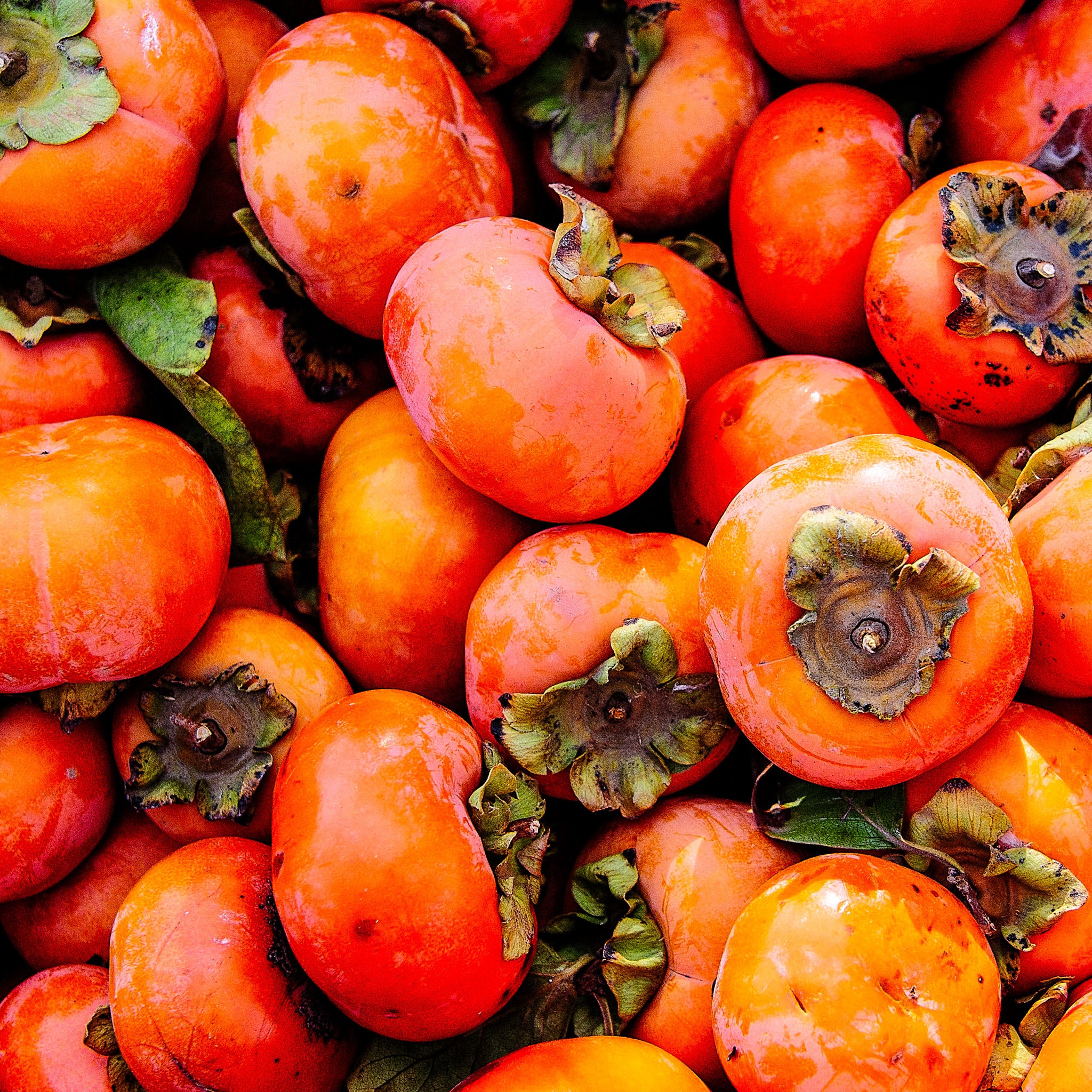 Kaki 'Fuyu'