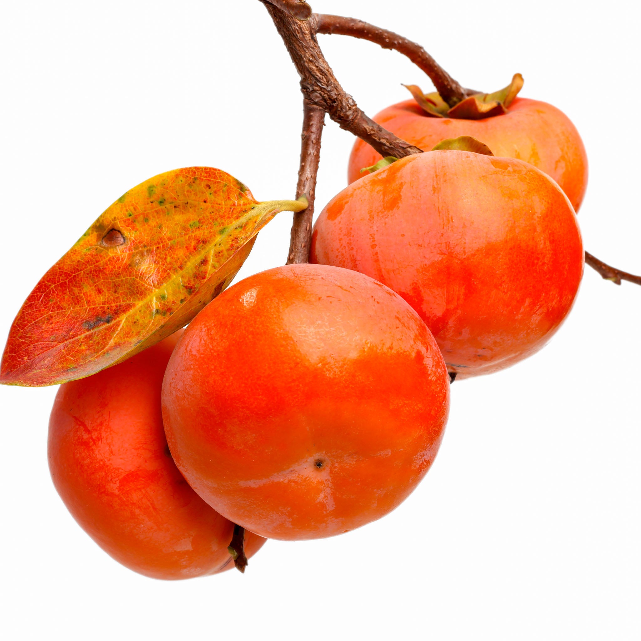 Kaki 'Fuyu'