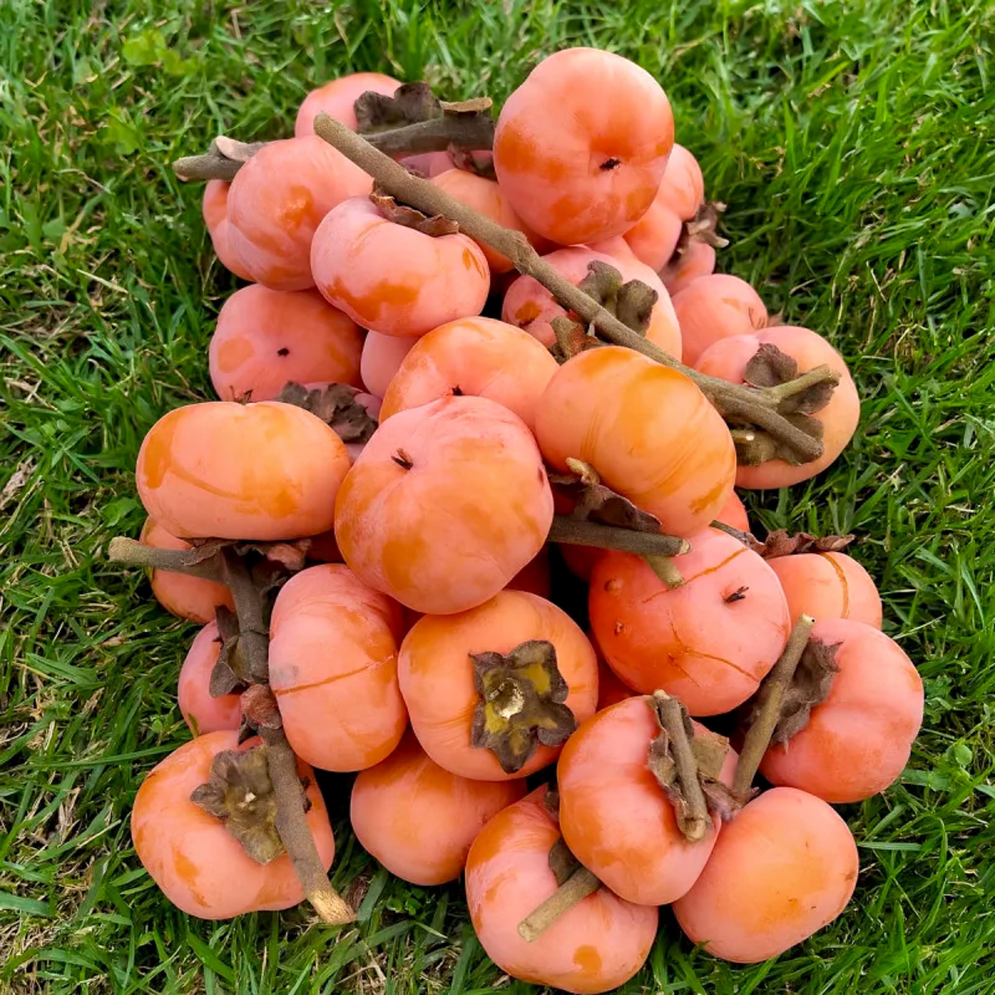 Persimone 'Meader'