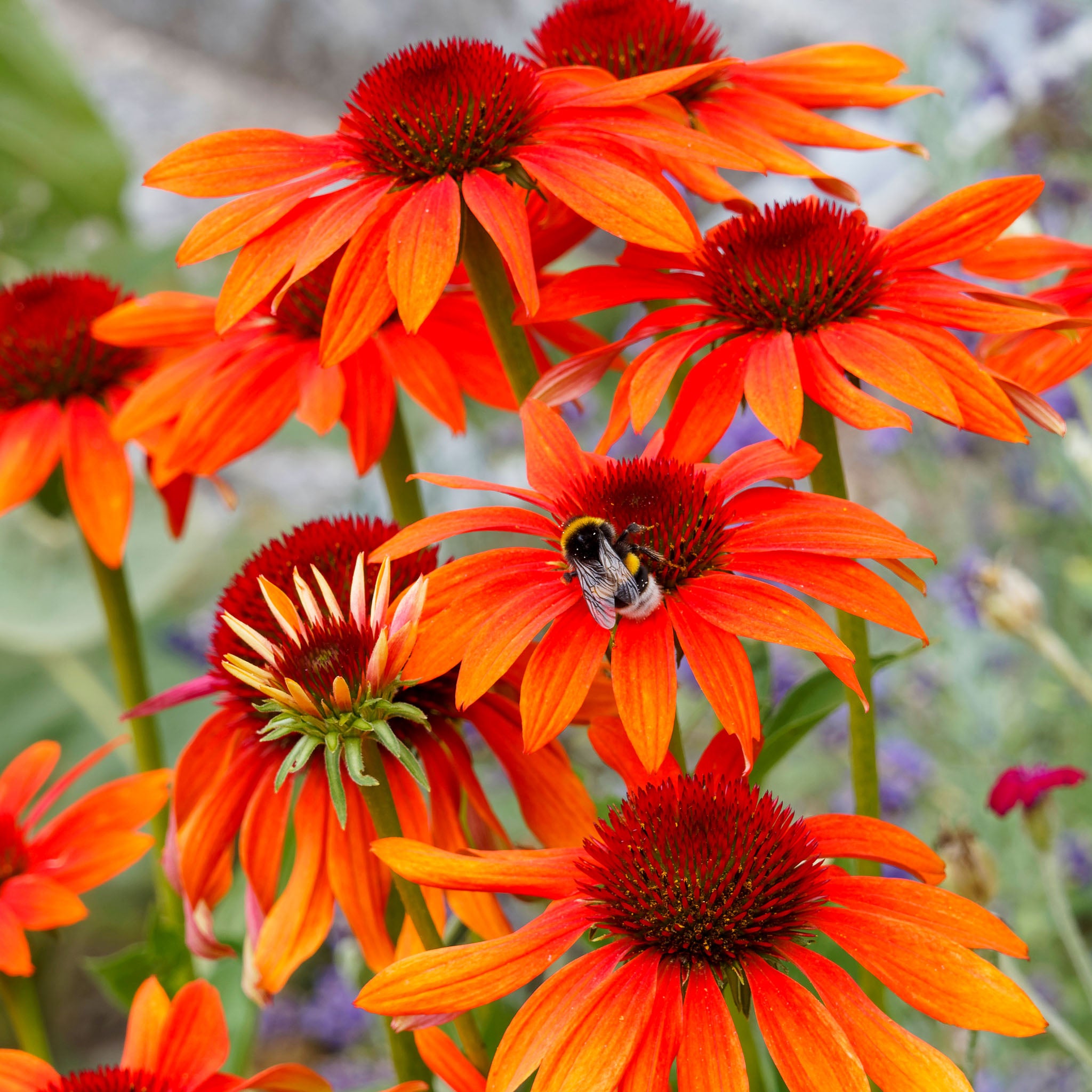 Purpur-Sonnenhut 'Prairie Blaze Orange Sunset'