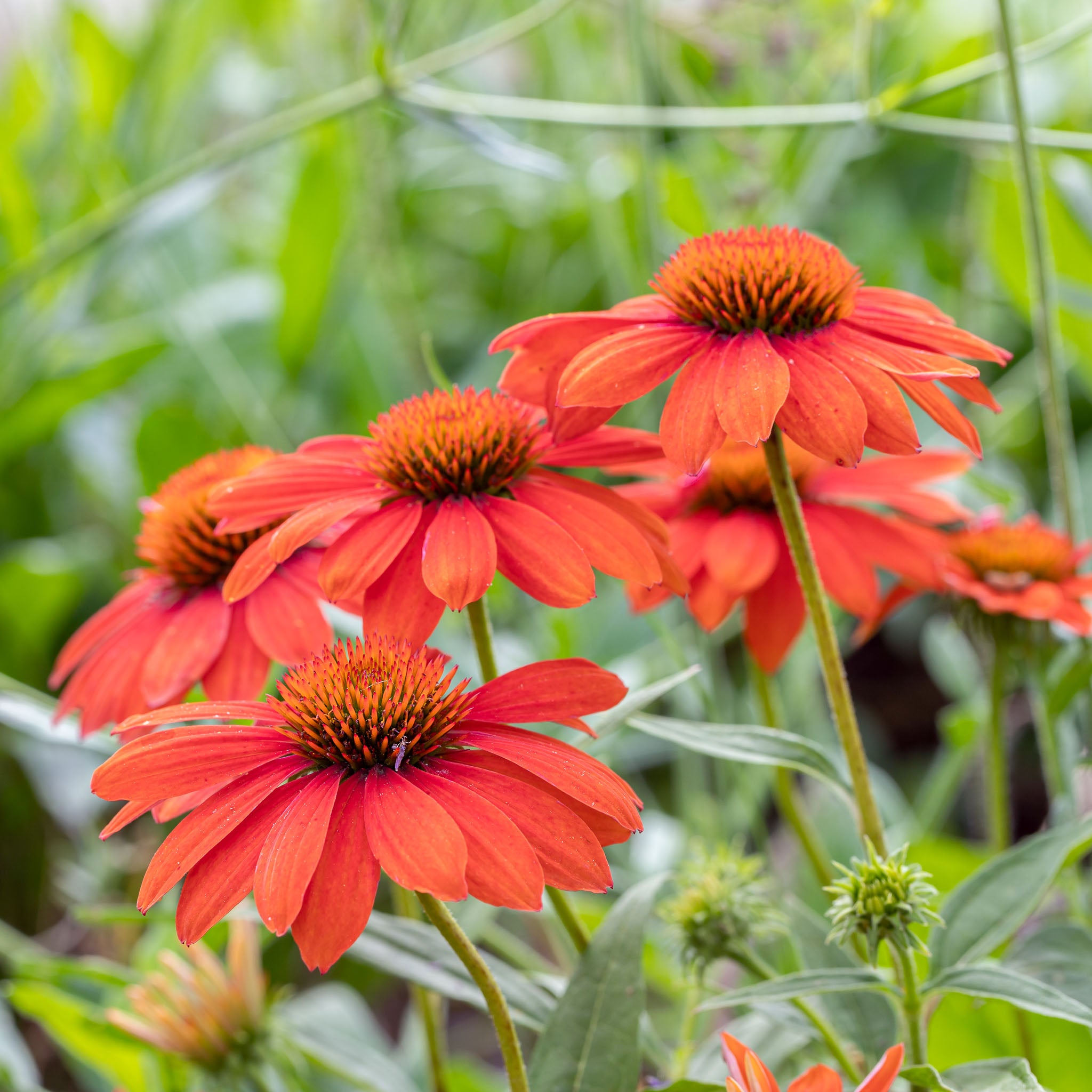 Purpur-Sonnenhut 'Prairie Blaze Orange Sunset'