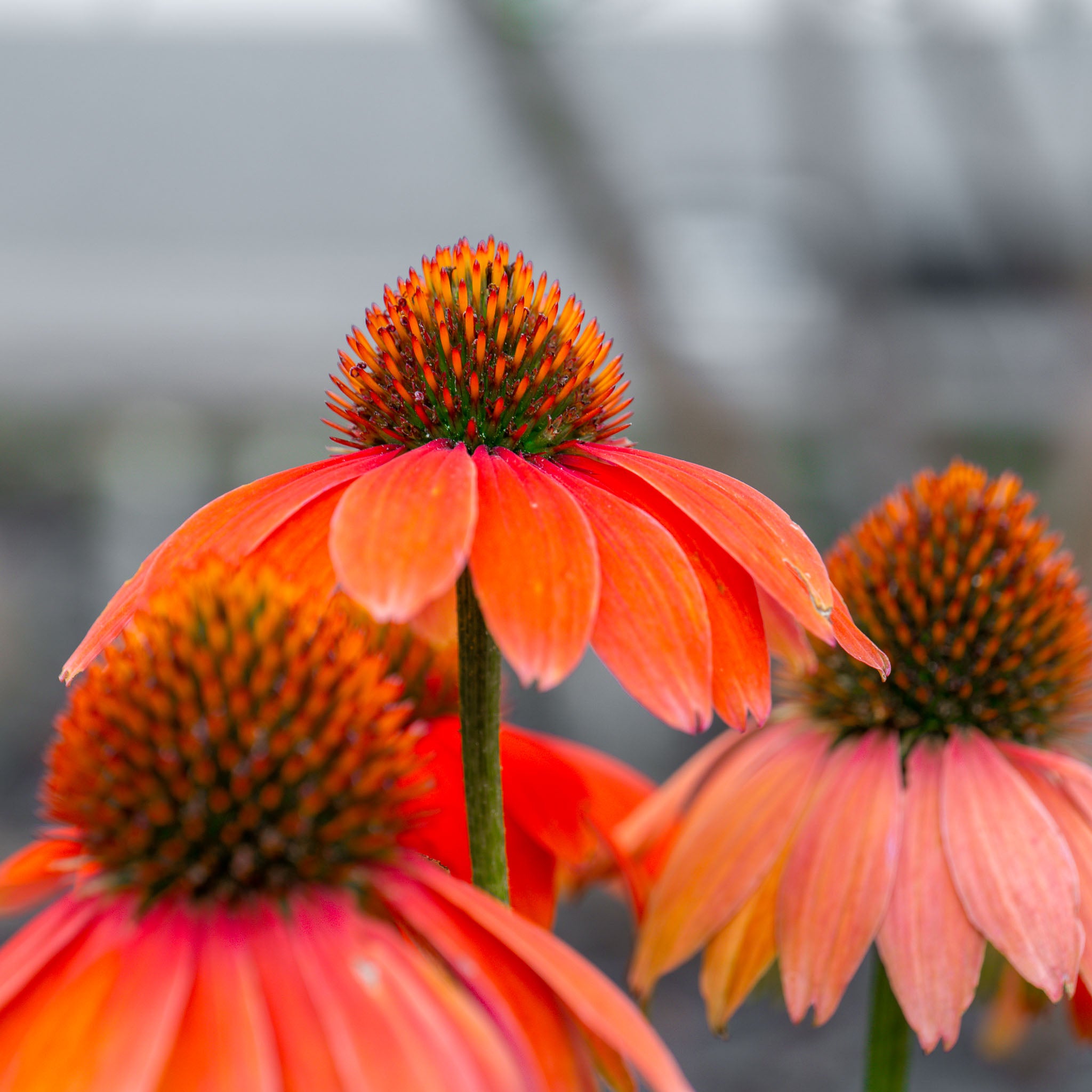 Purpur-Sonnenhut 'Prairie Blaze Orange Sunset'