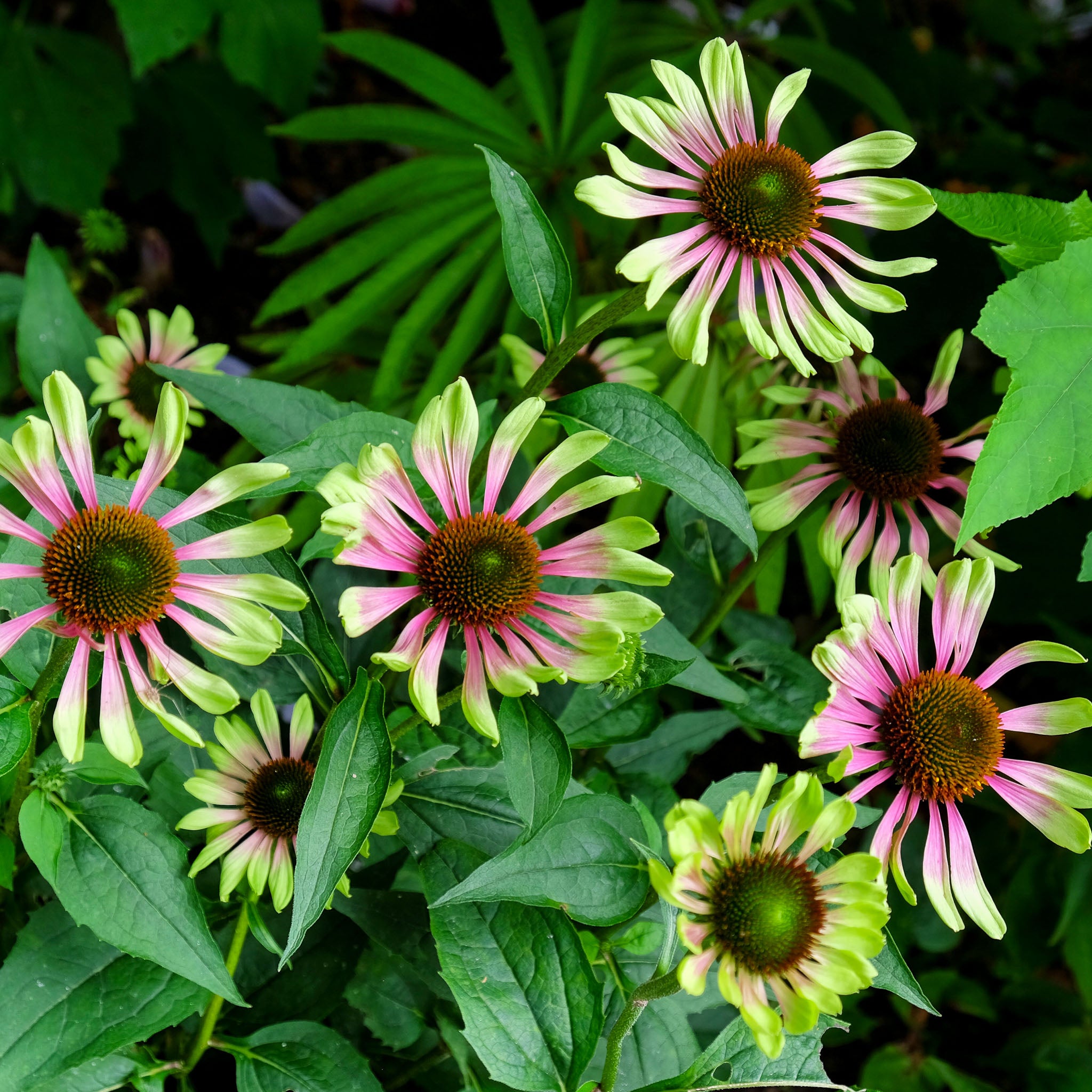 Purpur-Sonnenhut 'Prairie Blaze Vintage Lime'