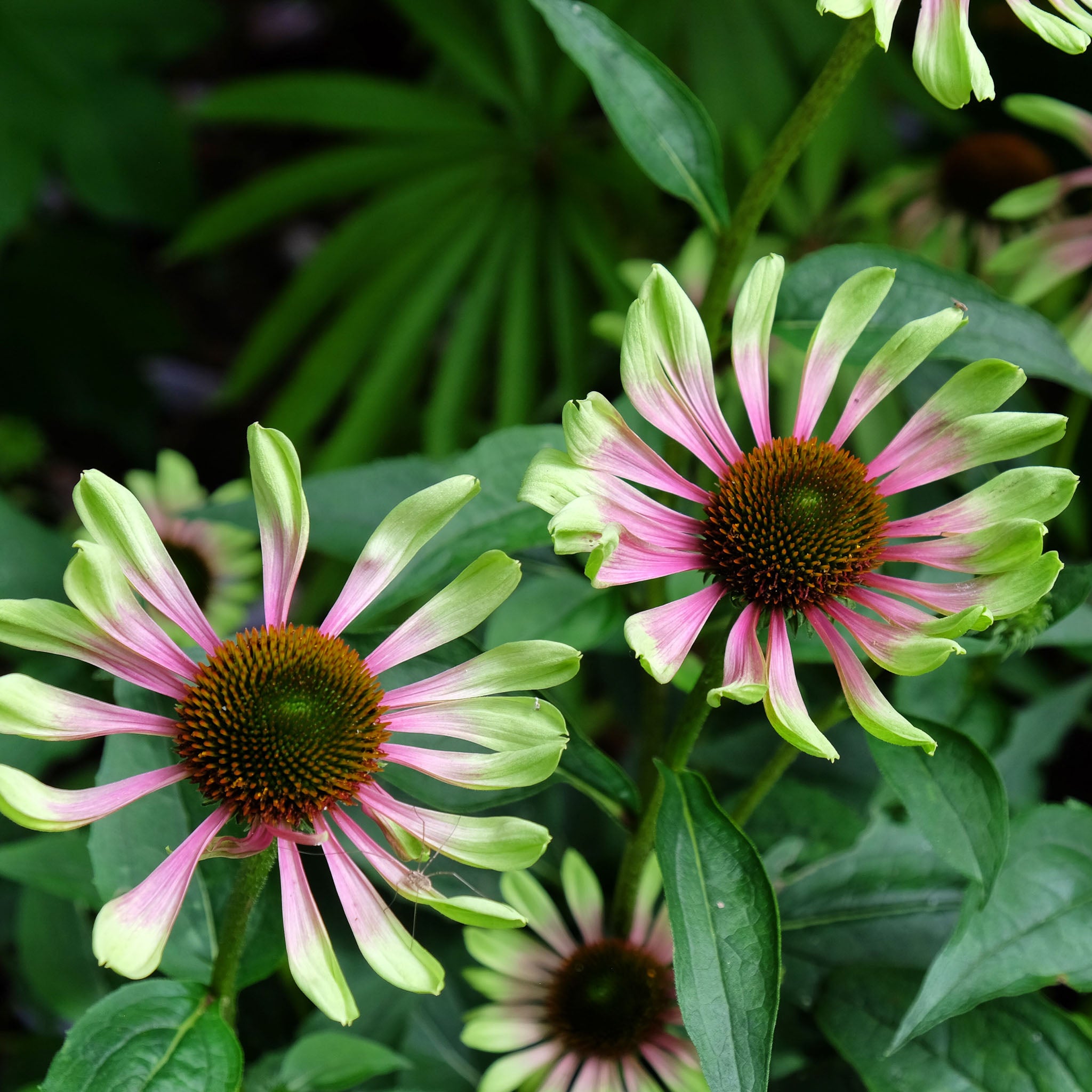 Purpur-Sonnenhut 'Prairie Blaze Vintage Lime'