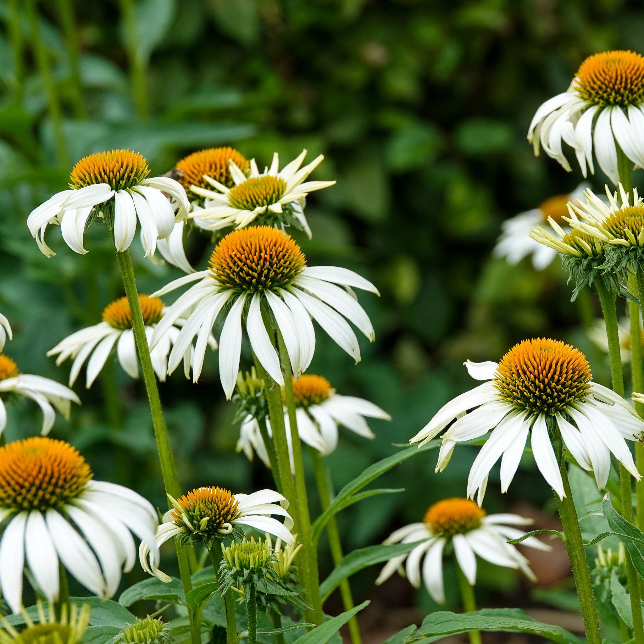 Purpur-Sonnenhut 'White Swan'