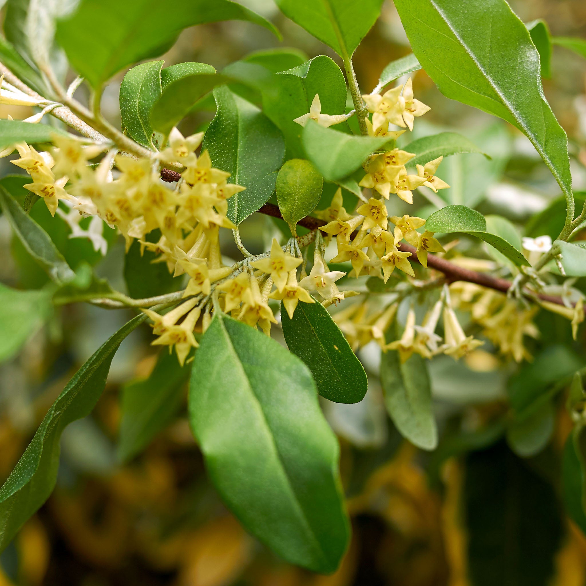 Goumi 'Leonore'