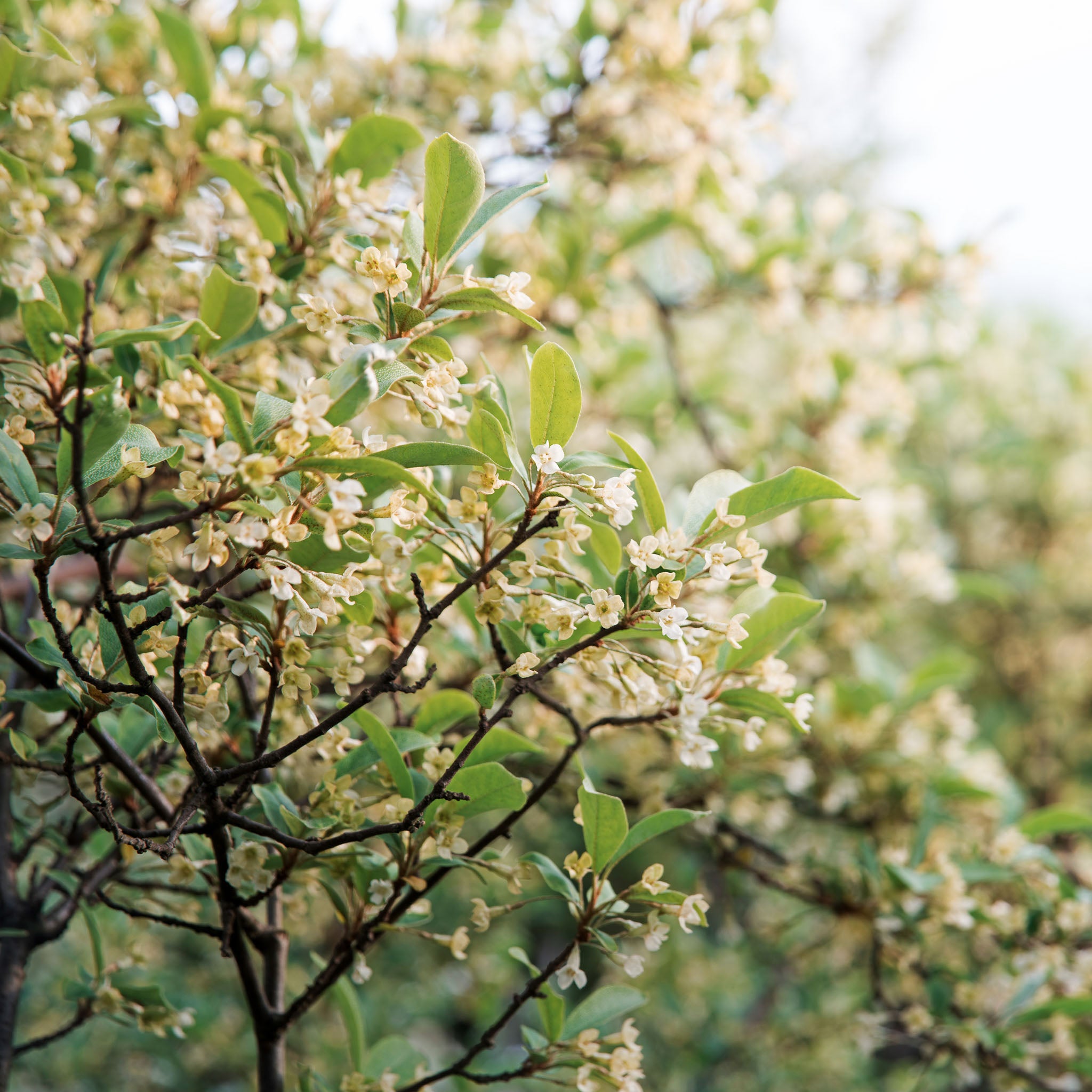 Goumi 'Wildform'