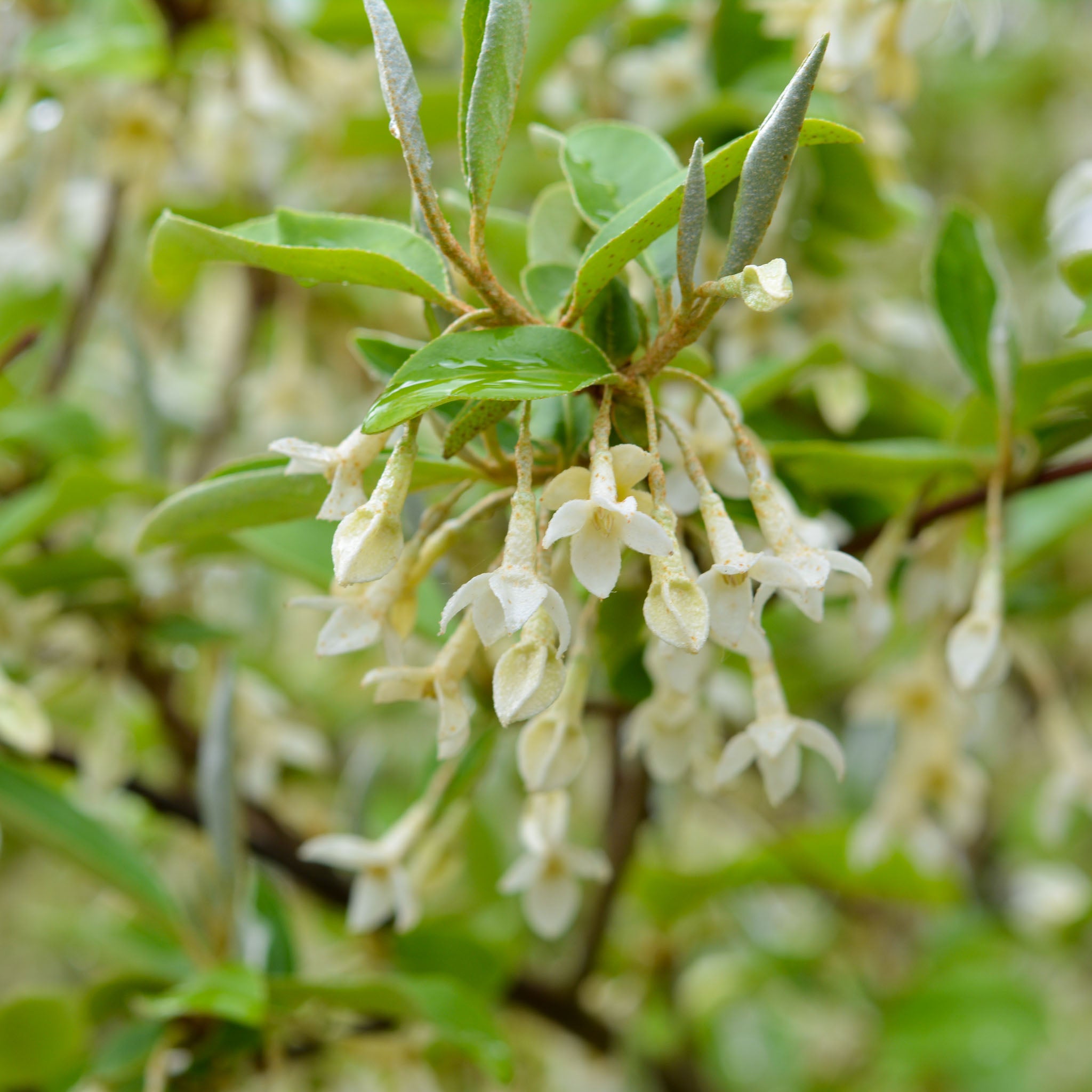 Goumi 'Wildform'