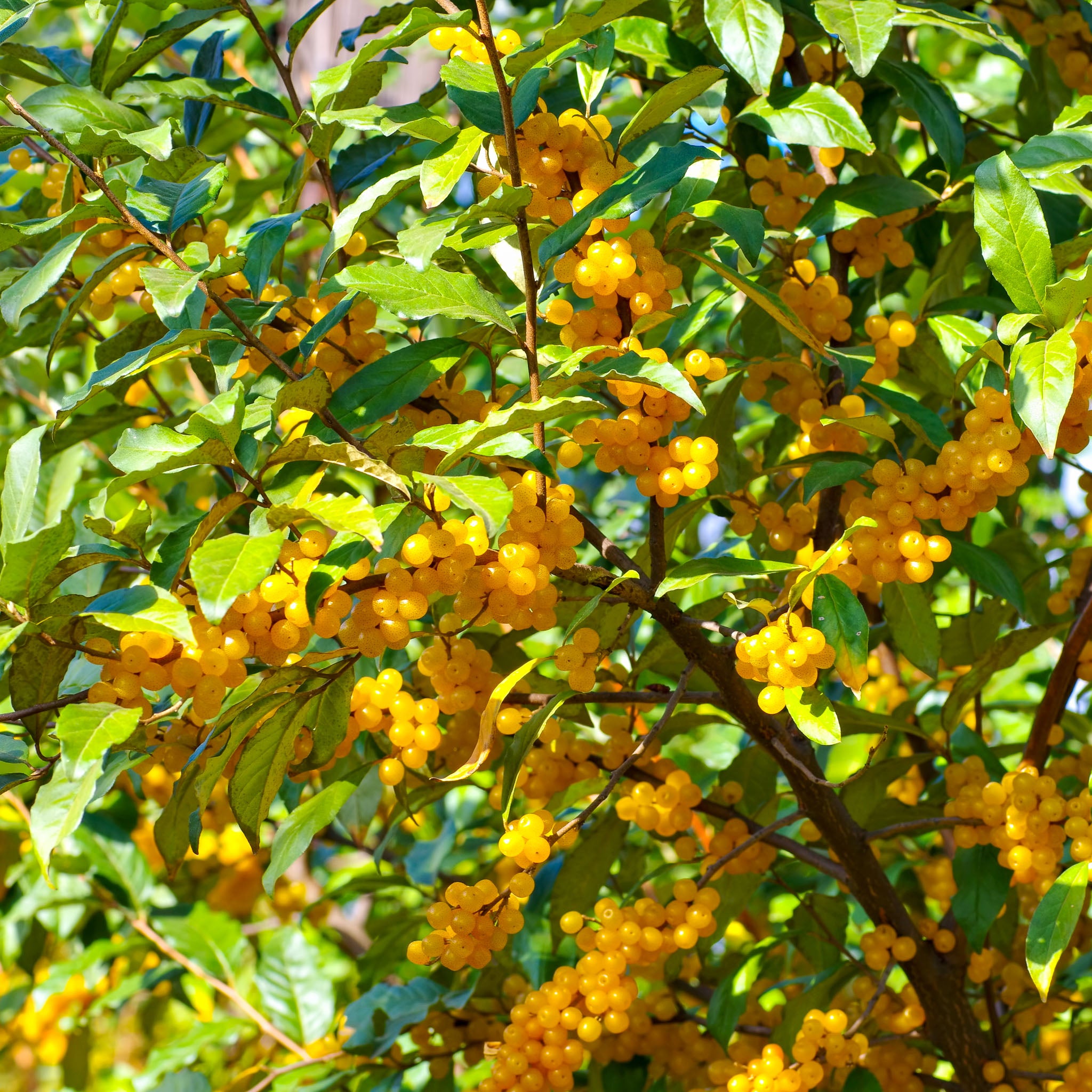 Korallen-Ölweide 'Amber'