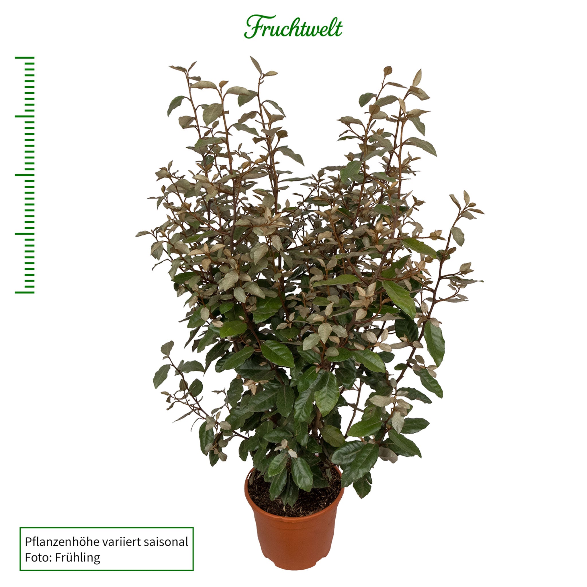Wintergrüne Ölweide 'Compacta'