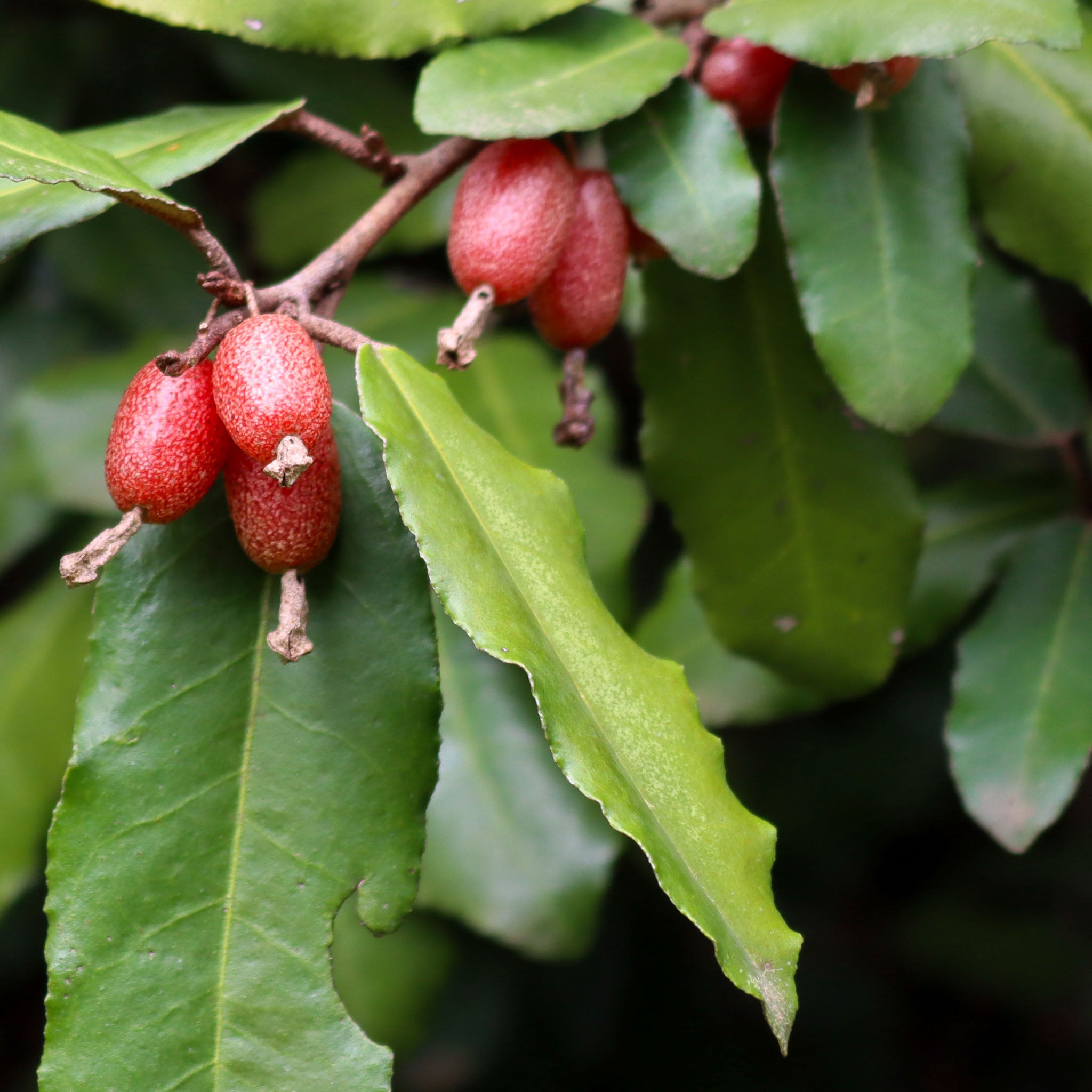 Wintergrüne Ölweide 'Compacta'