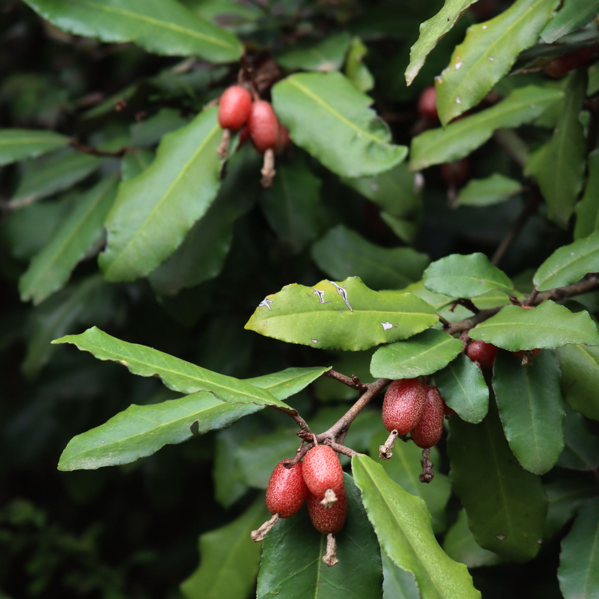 Wintergrüne Ölweide 'Compacta'