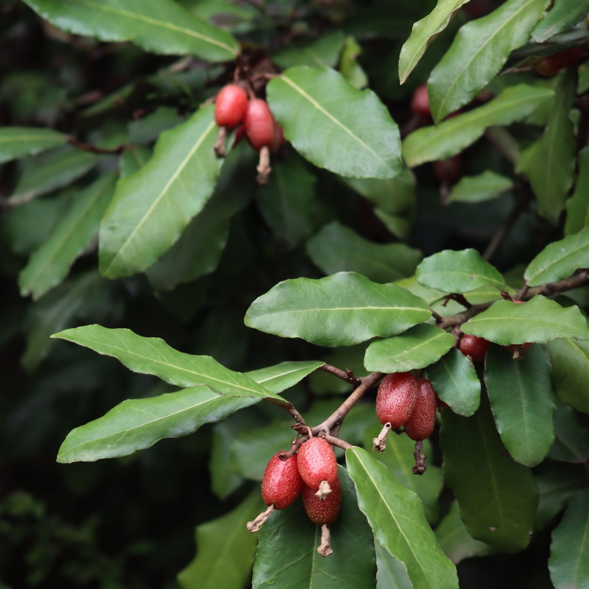 Wintergrüne Ölweide 'Compacta'