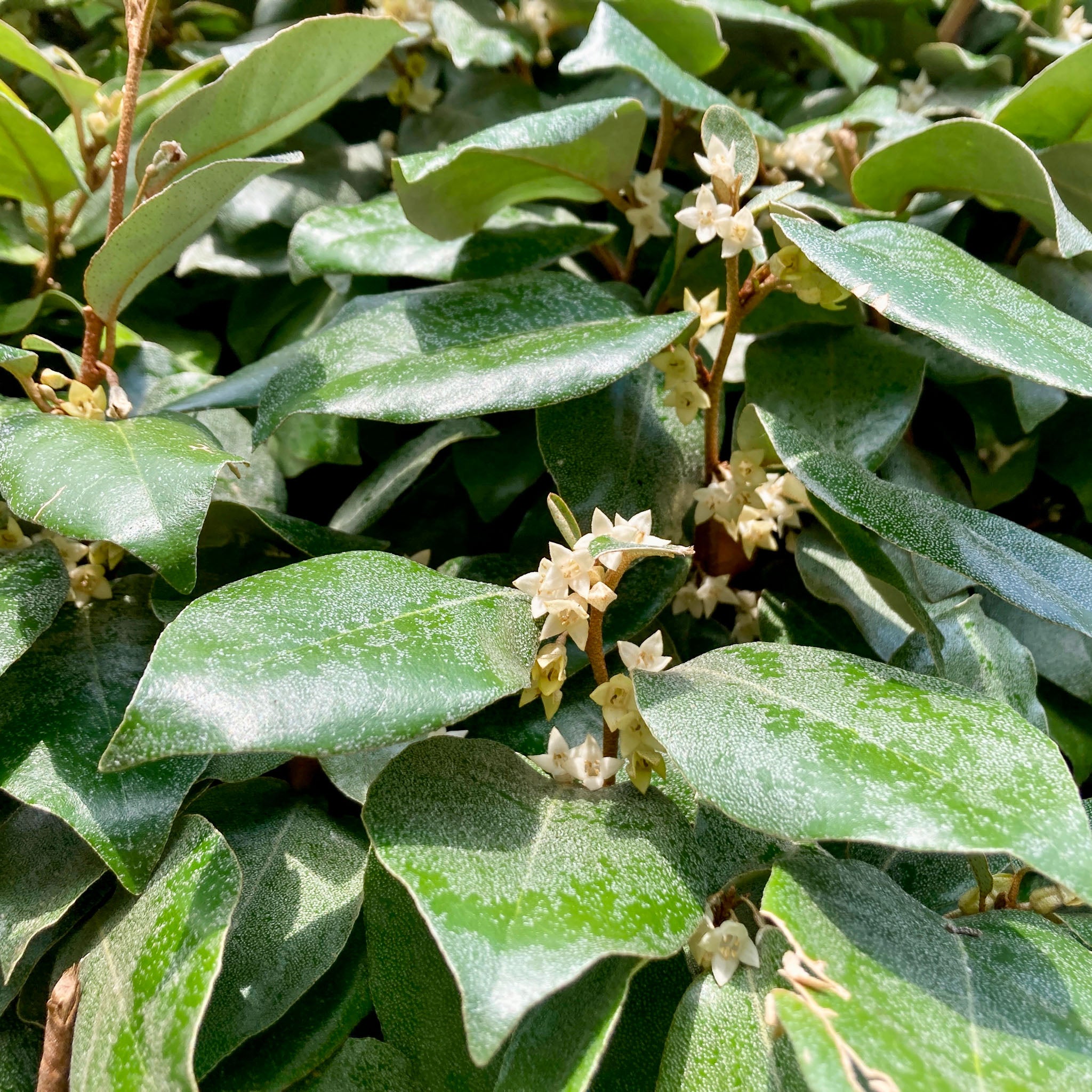 Wintergrüne Ölweide 'Compacta'