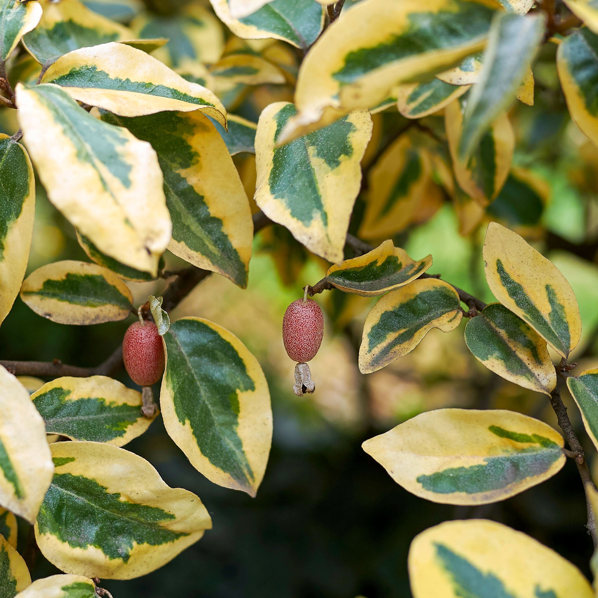 Wintergrüne Ölweide 'Gilt Edge'