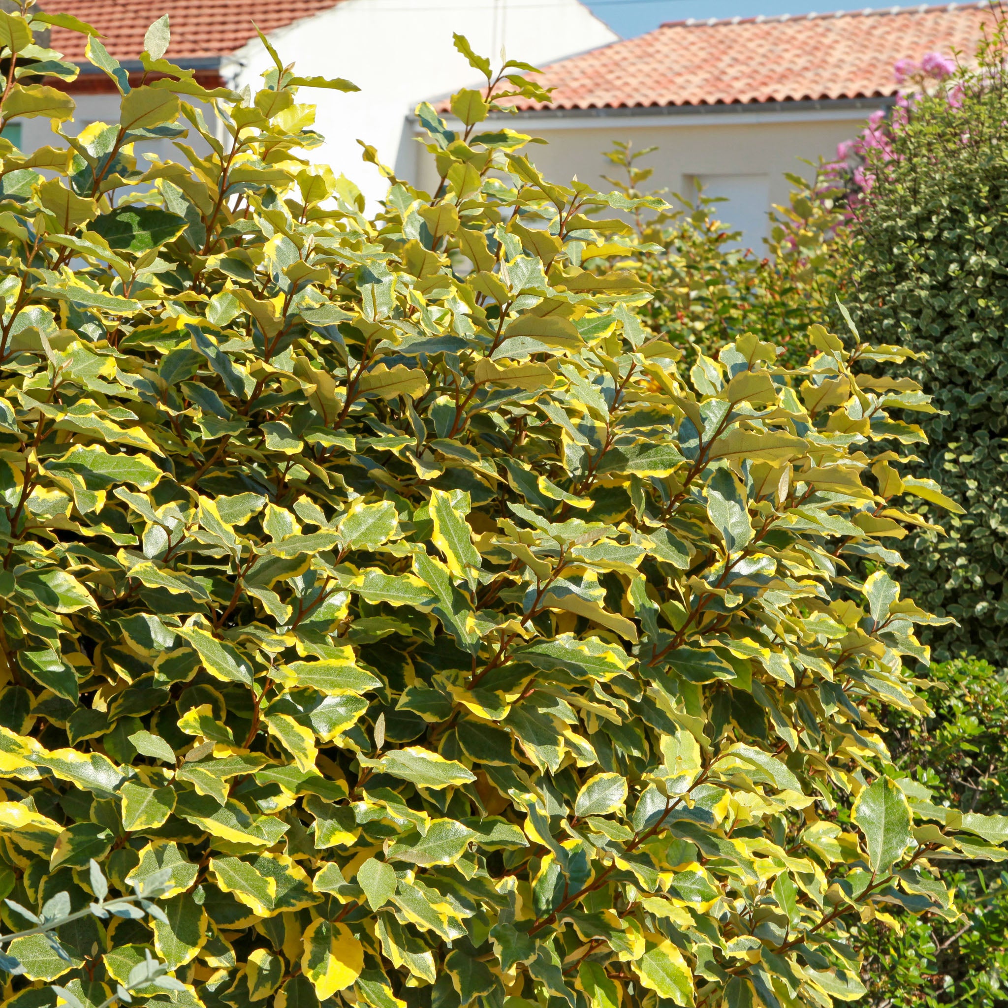 Wintergrüne Ölweide 'Gilt Edge'