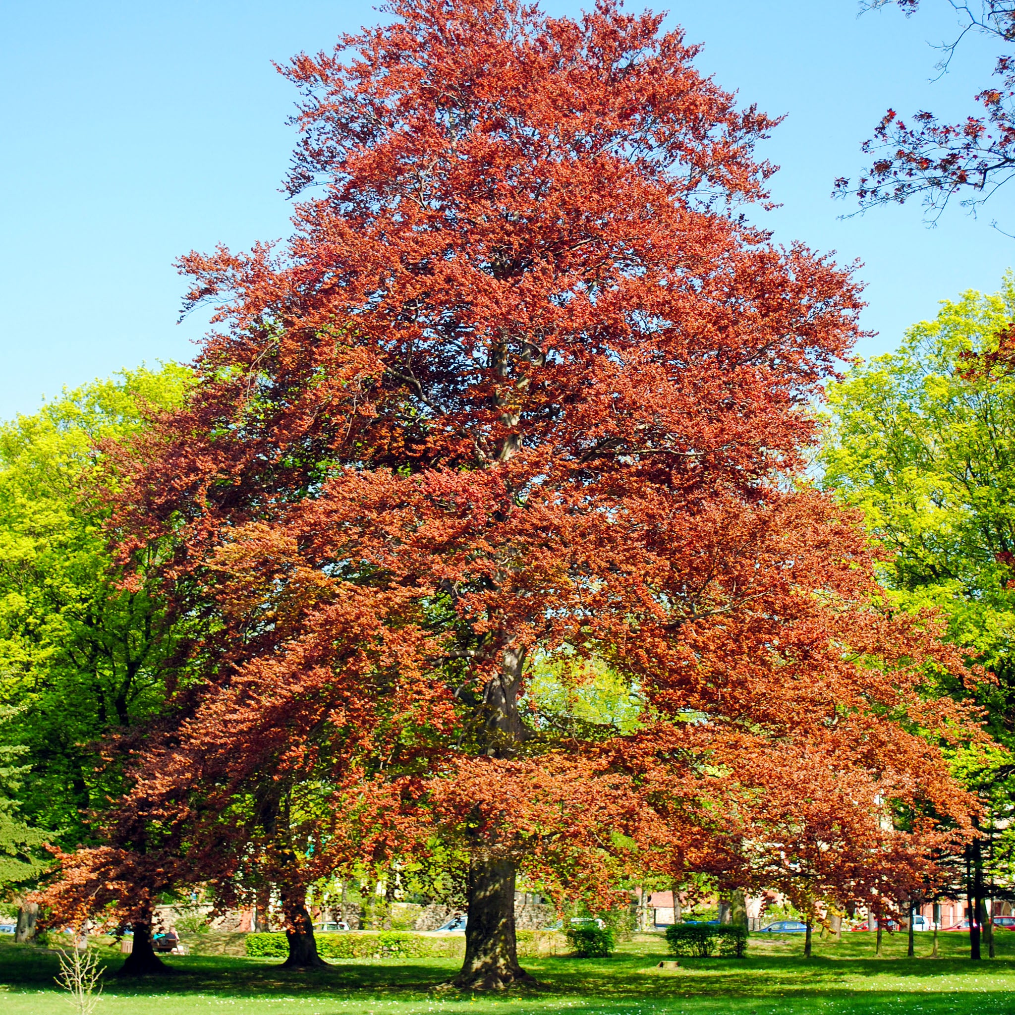 Rotbuche 'Atropunicea'