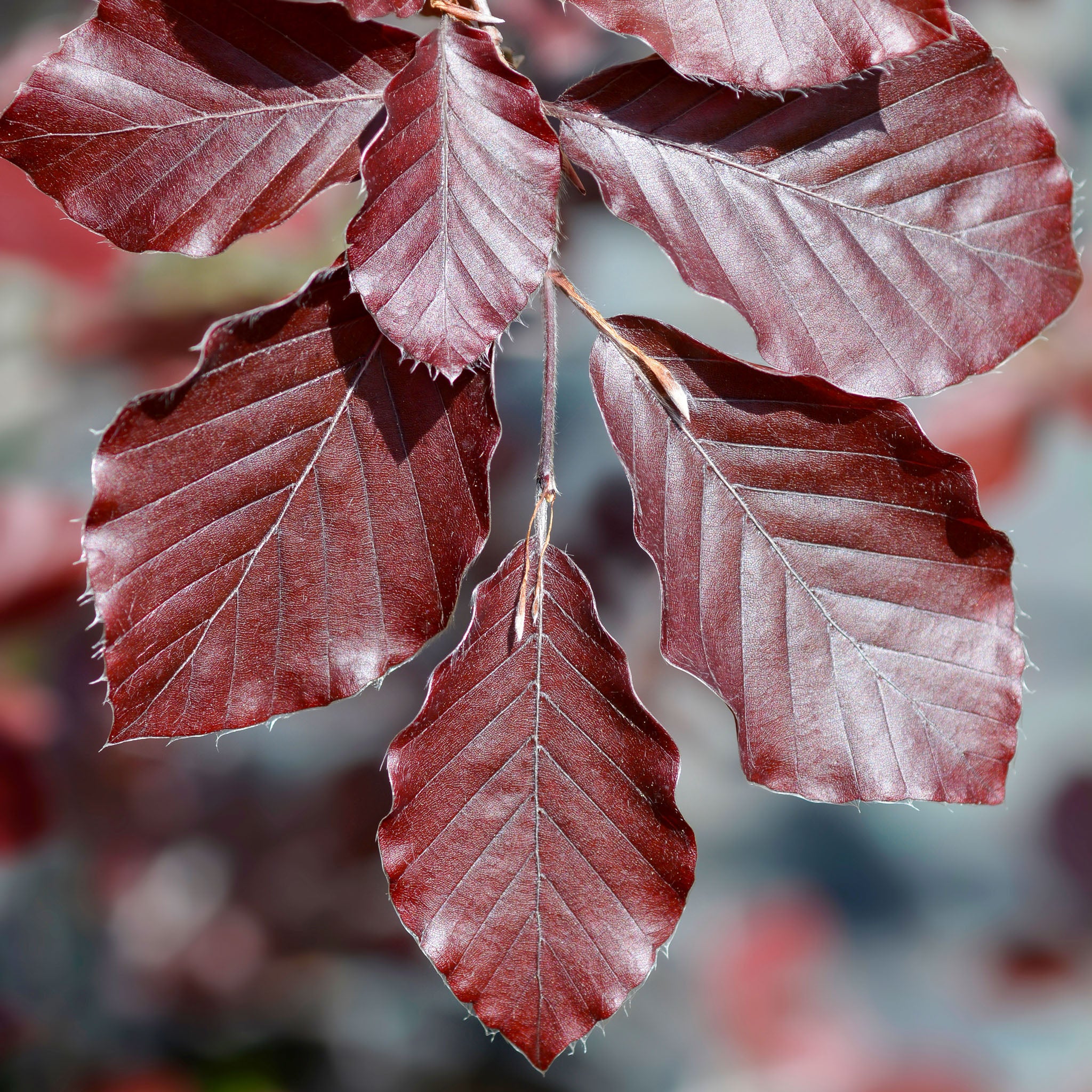 Rotbuche 'Atropunicea'