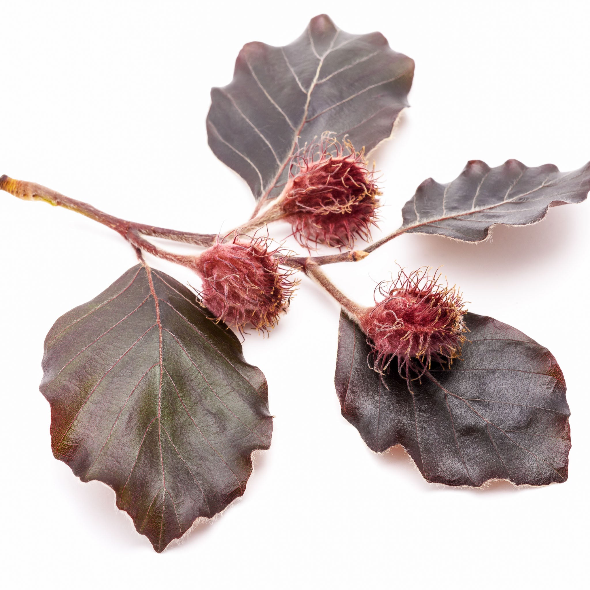 Rotbuche 'Atropunicea'