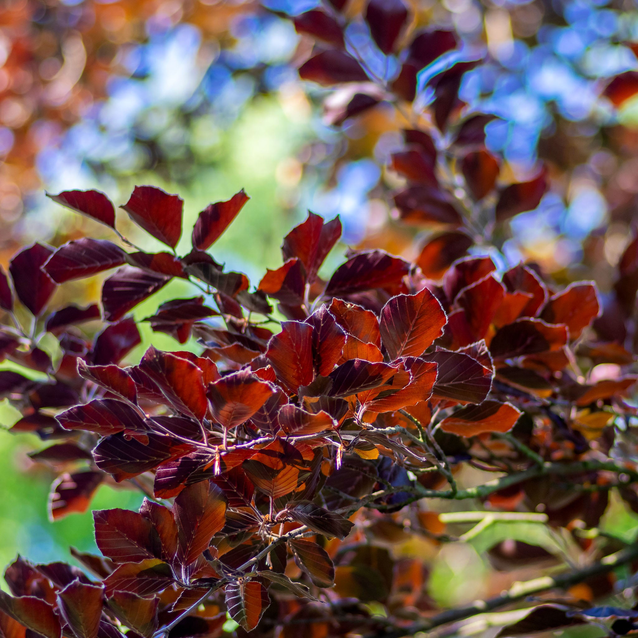 Rotbuche 'Atropunicea'