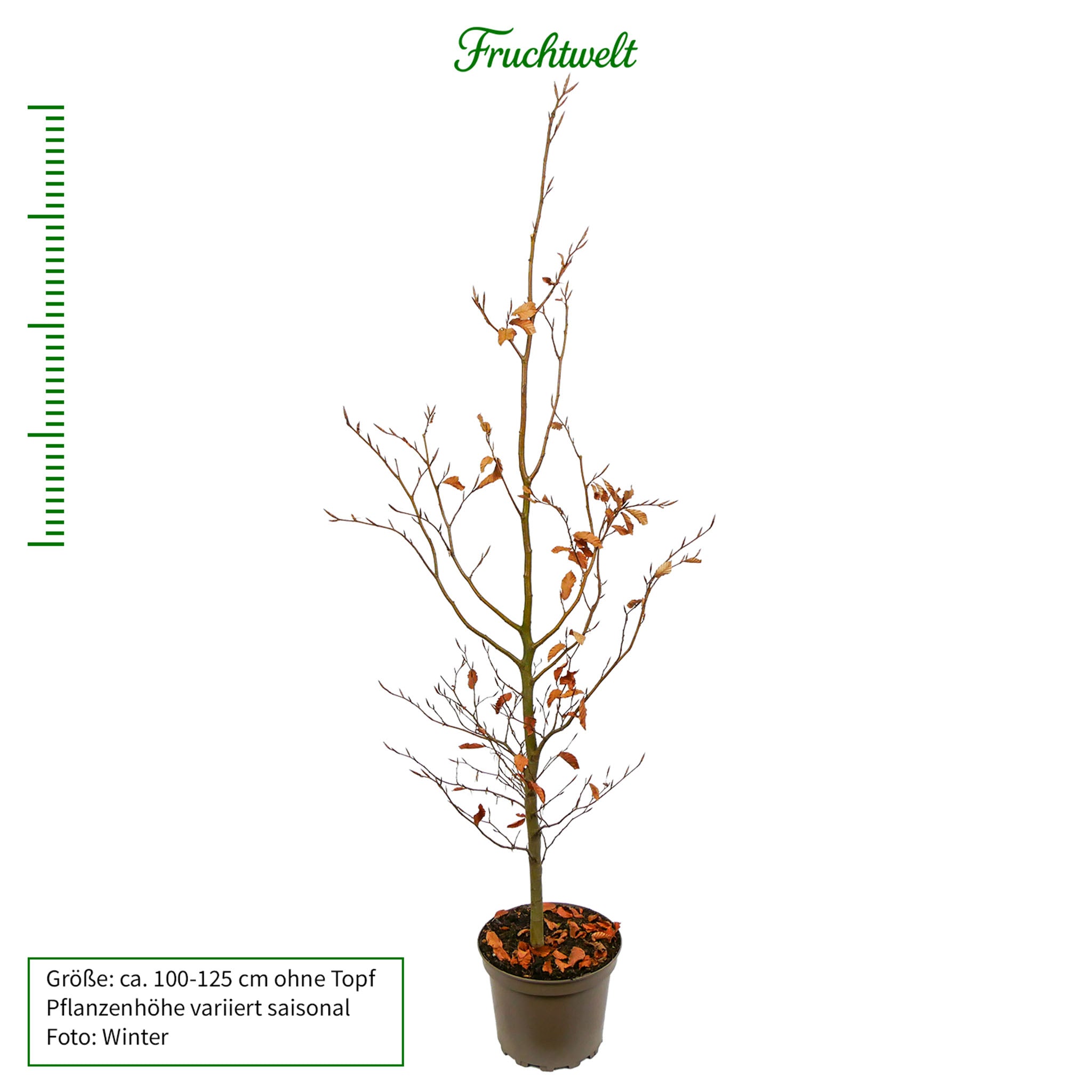 Rotbuche - Solitärbaum