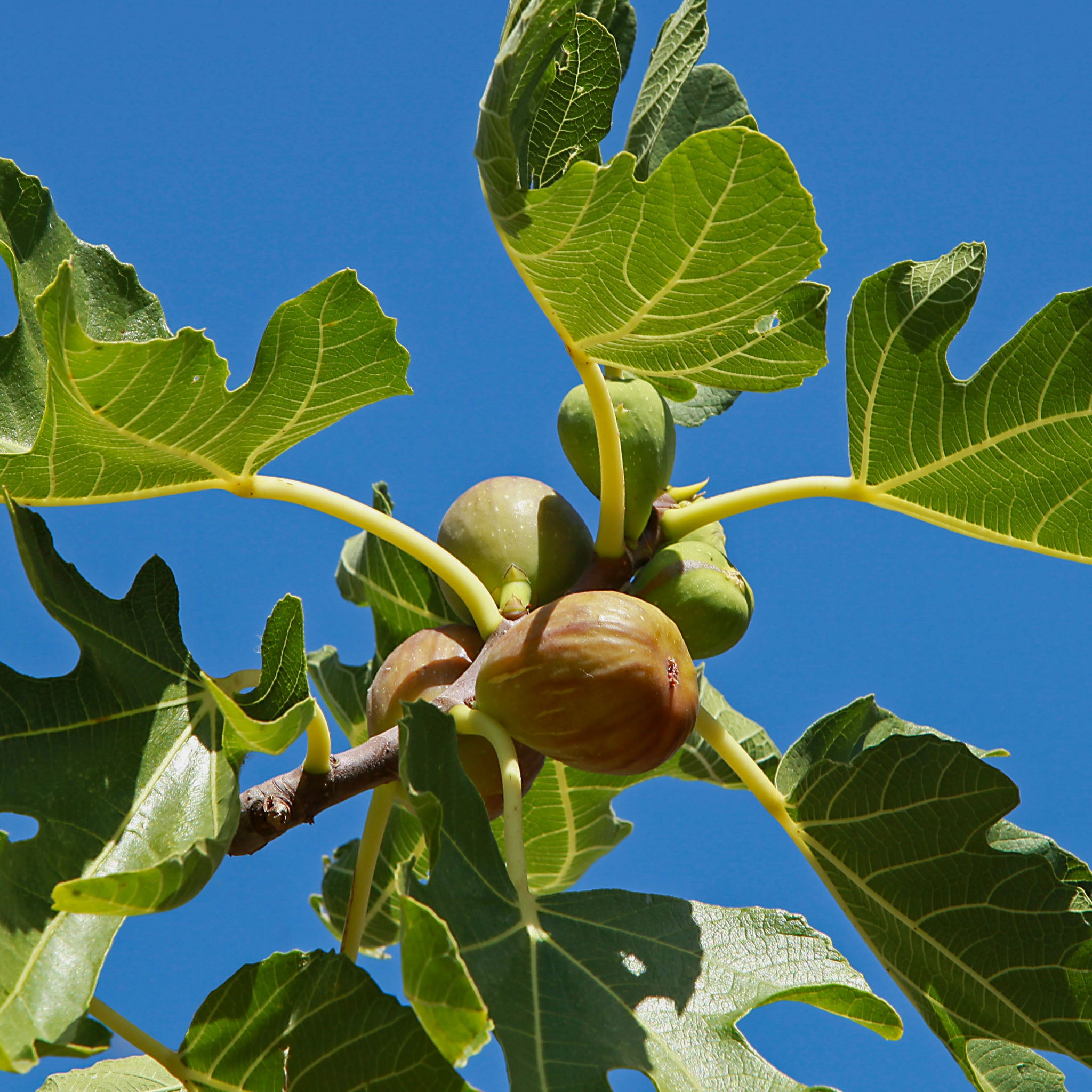 Feige 'Brown Turkey'