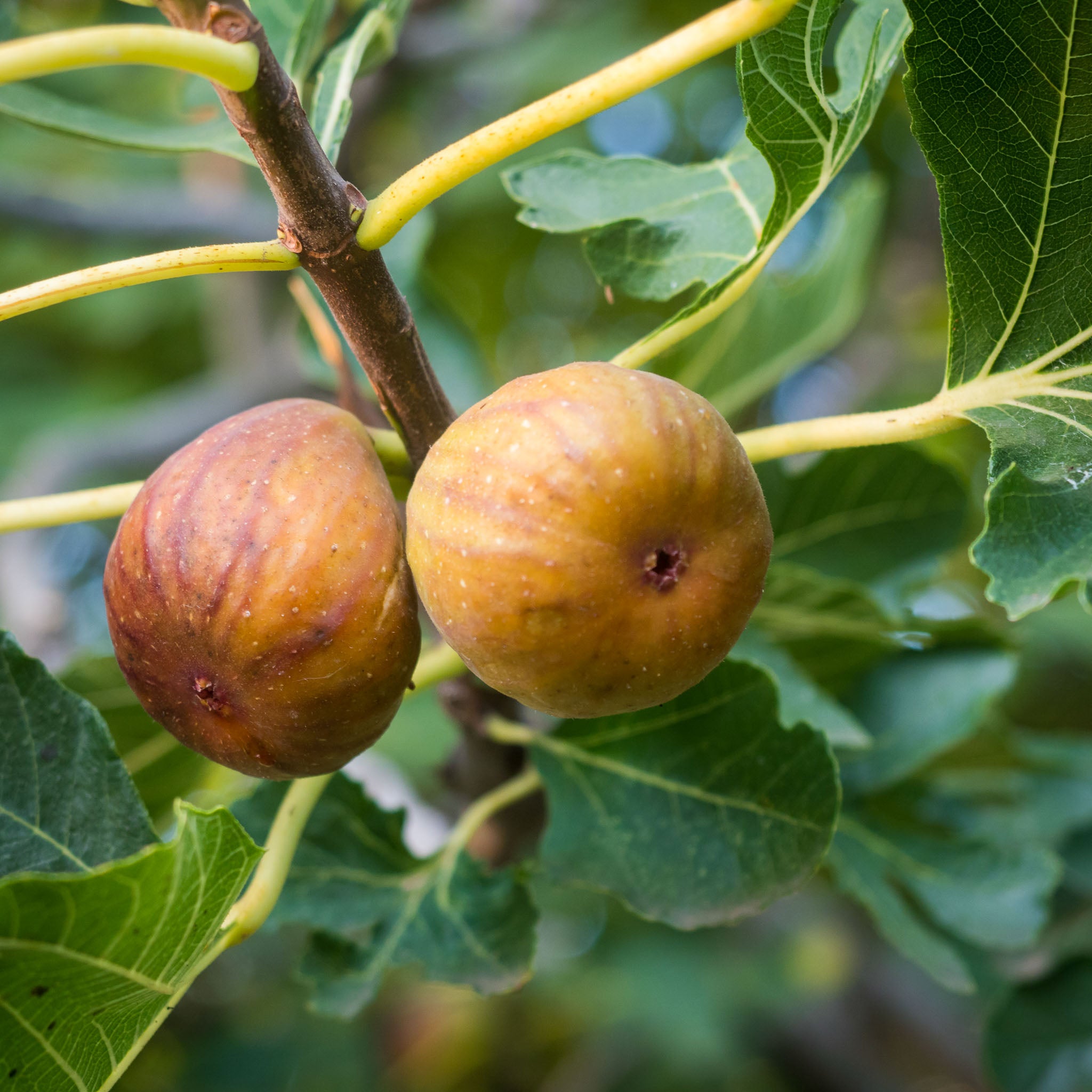 Feige 'Perretta'