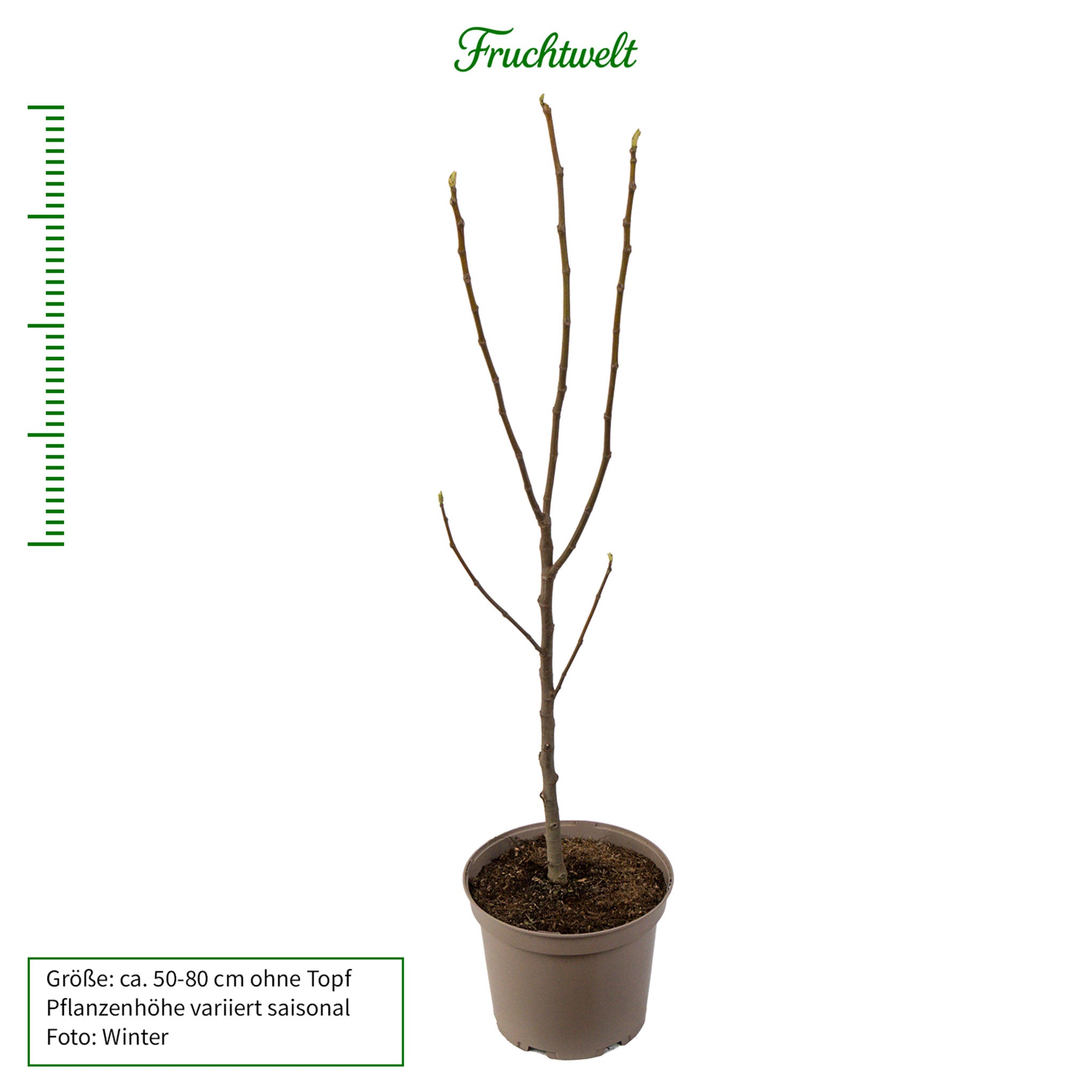 Feige 'Perretta'