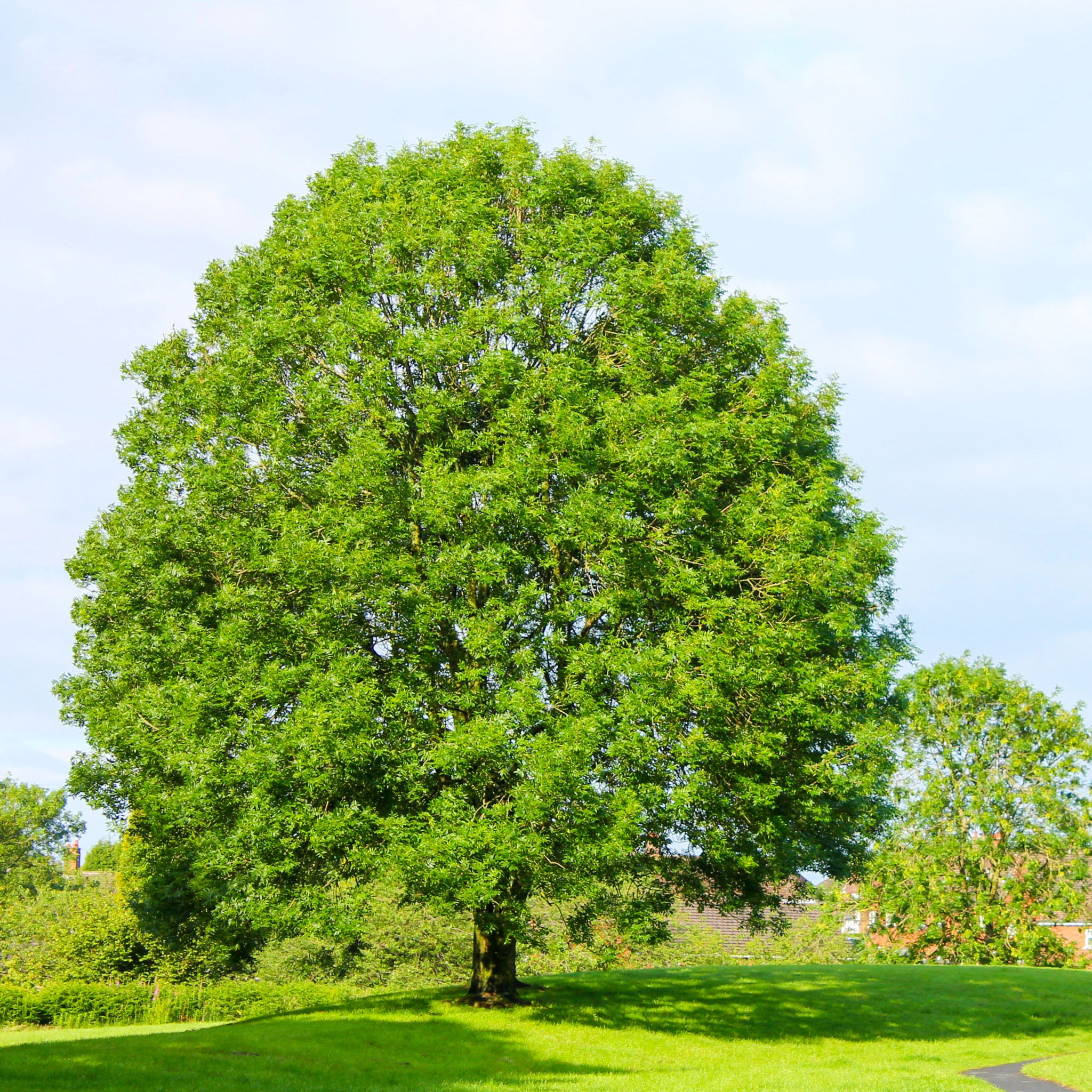 Gemeine Esche - Solitärbaum