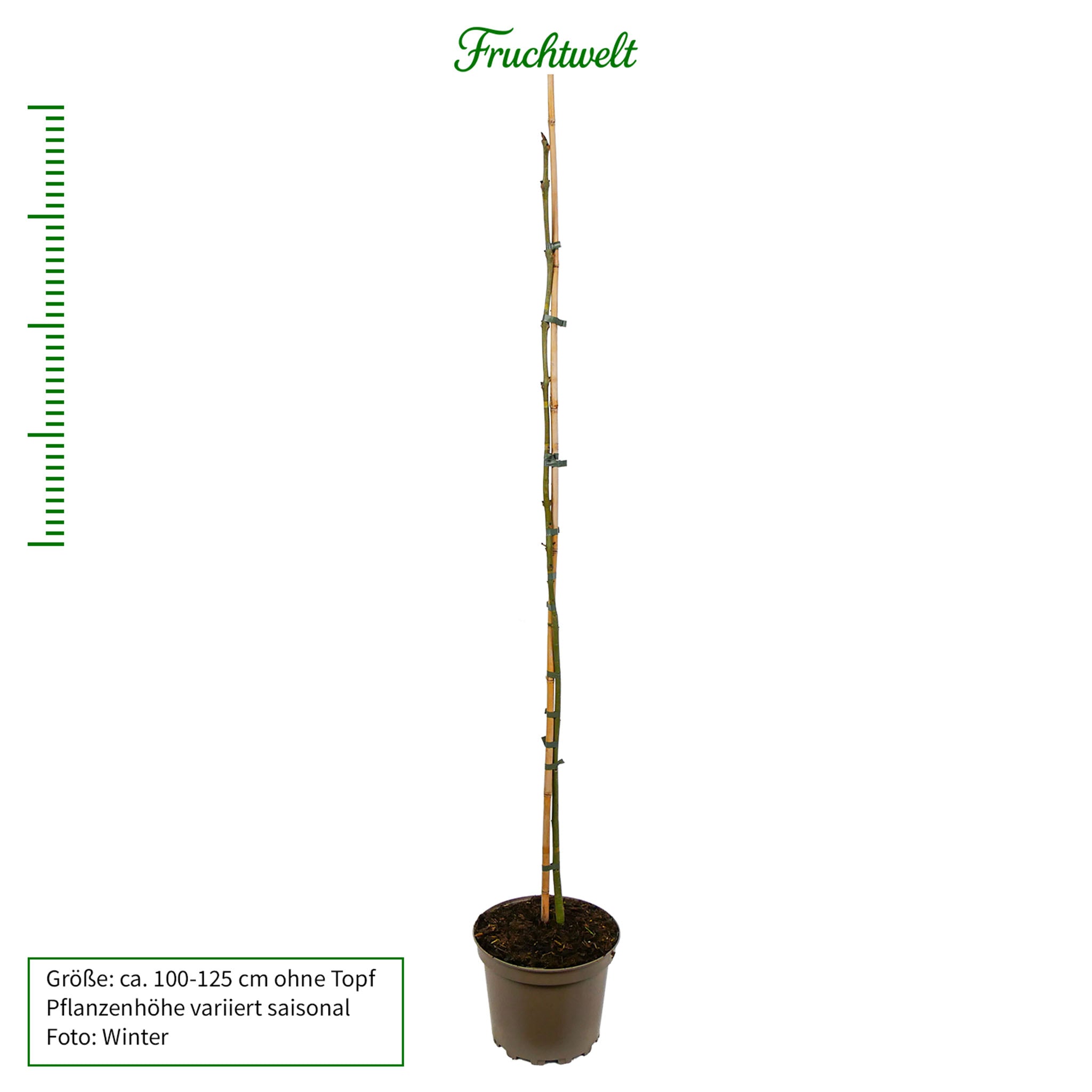 Gemeine Esche - Solitärbaum