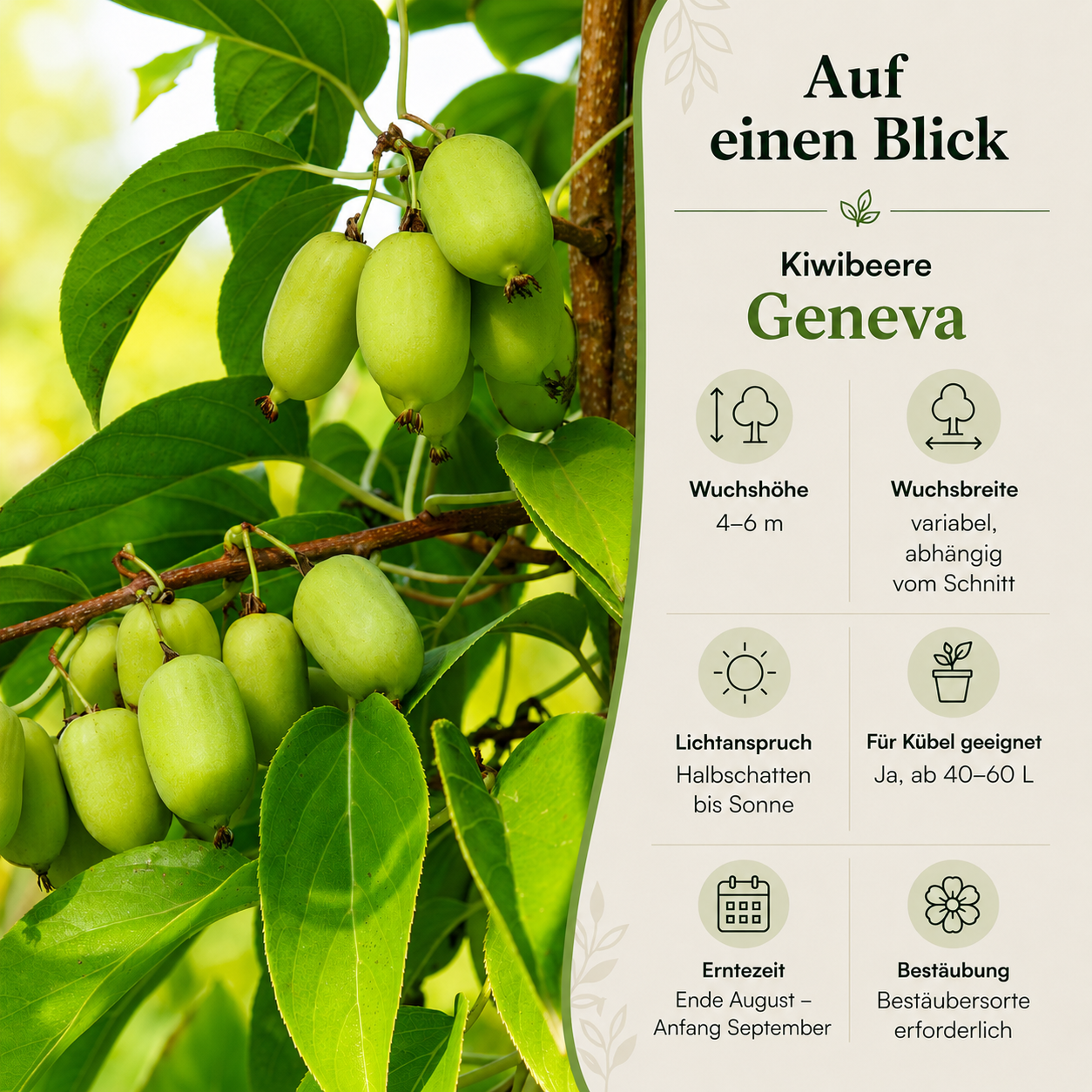 Kiwibeere 'Geneva'