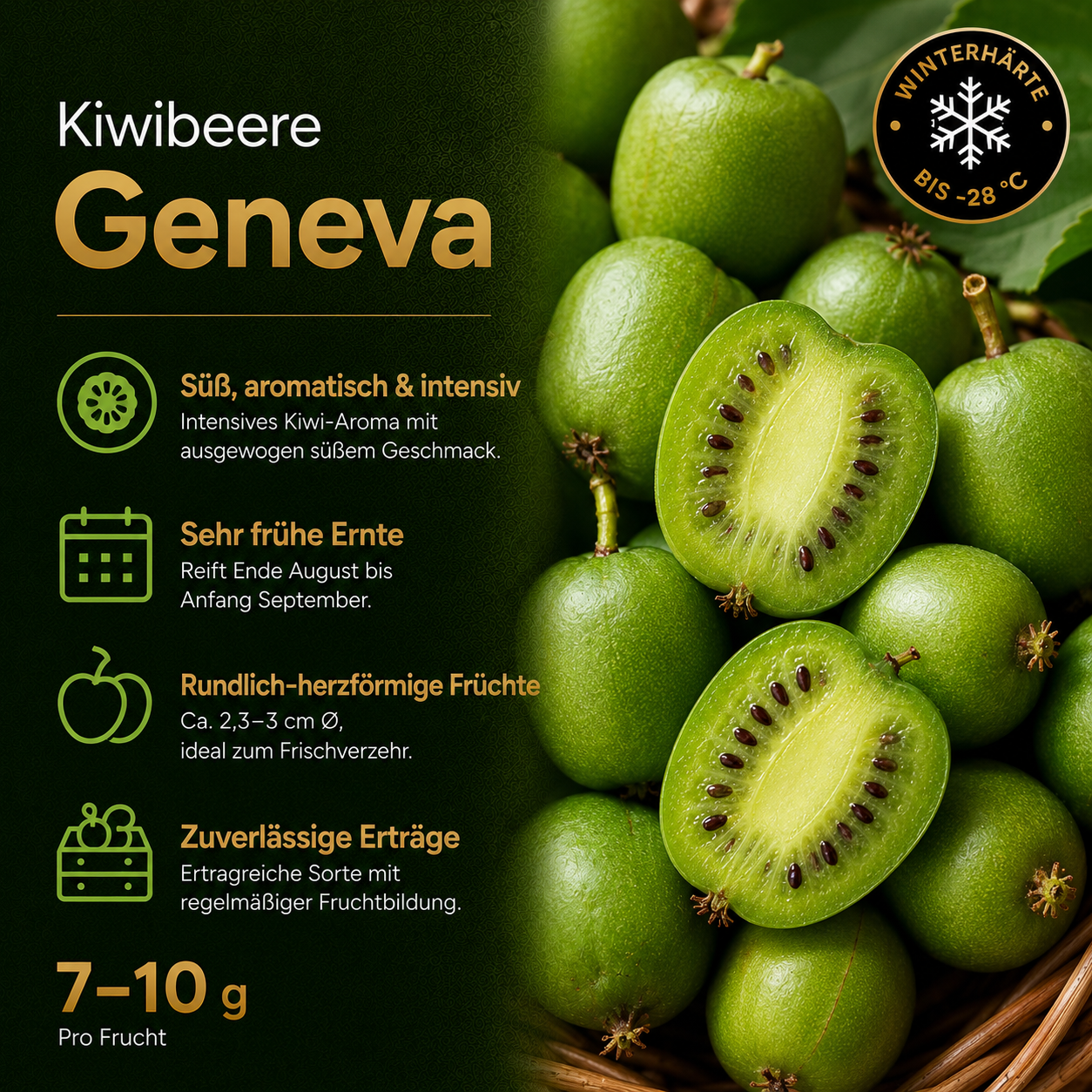Kiwibeere 'Geneva'
