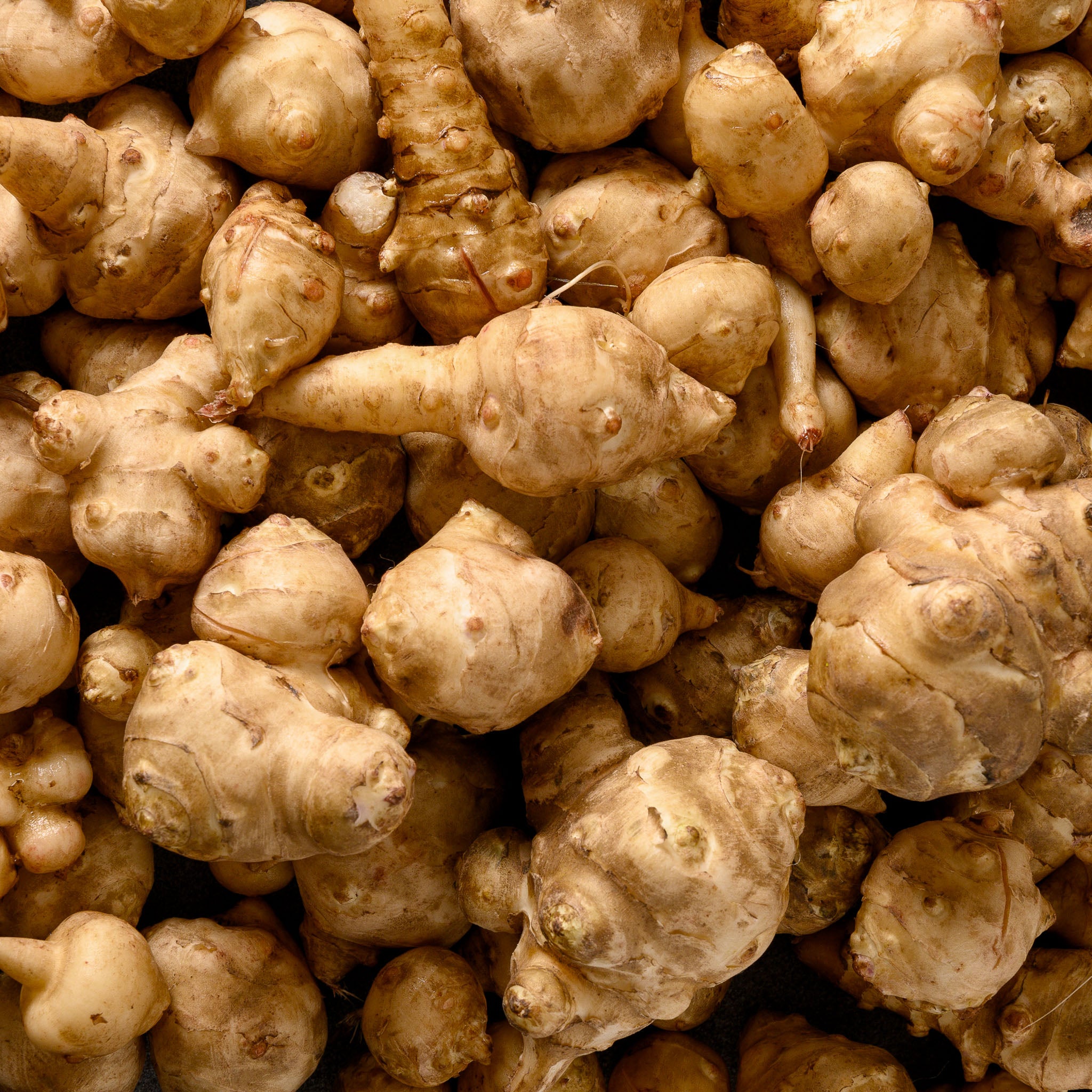Topinambur 'Arancha'
