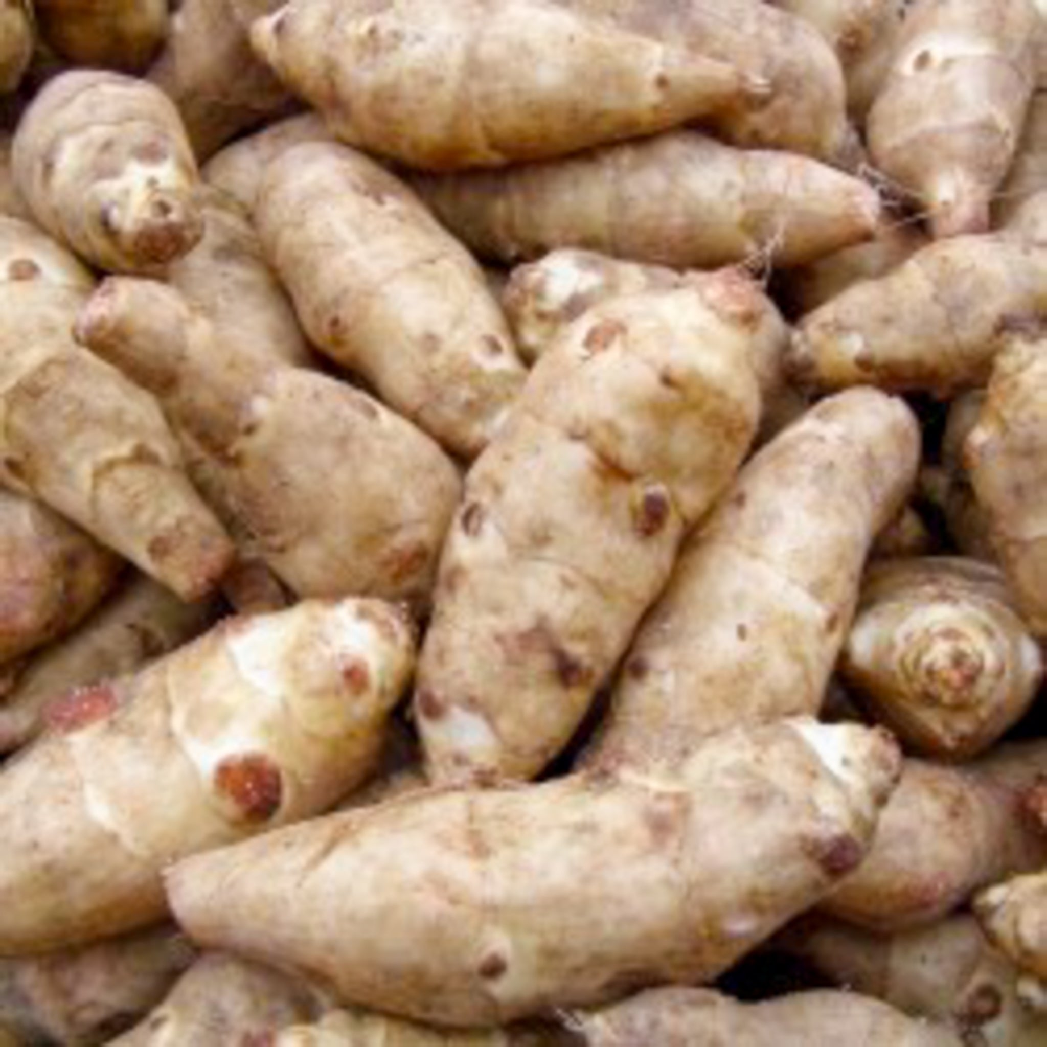Topinambur 'Gigant'