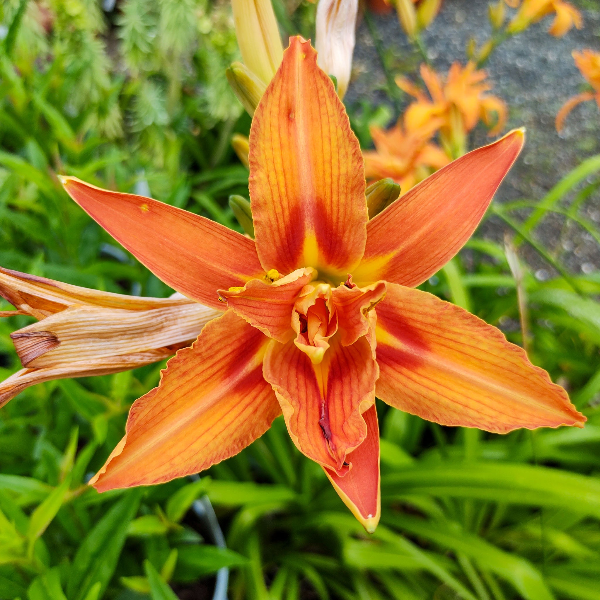 Taglilie 'Kwanso'