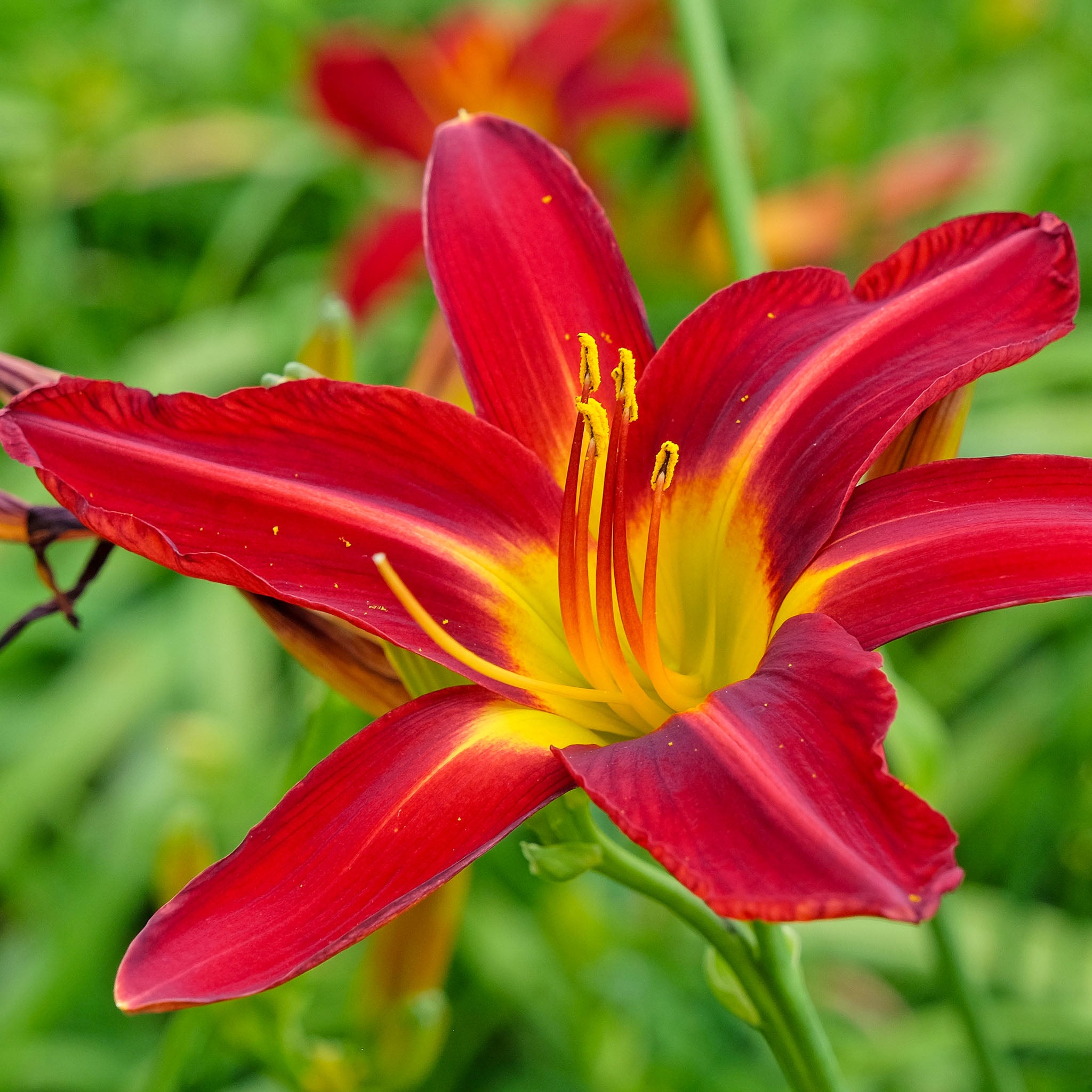 Taglilie 'Sammy Russell'