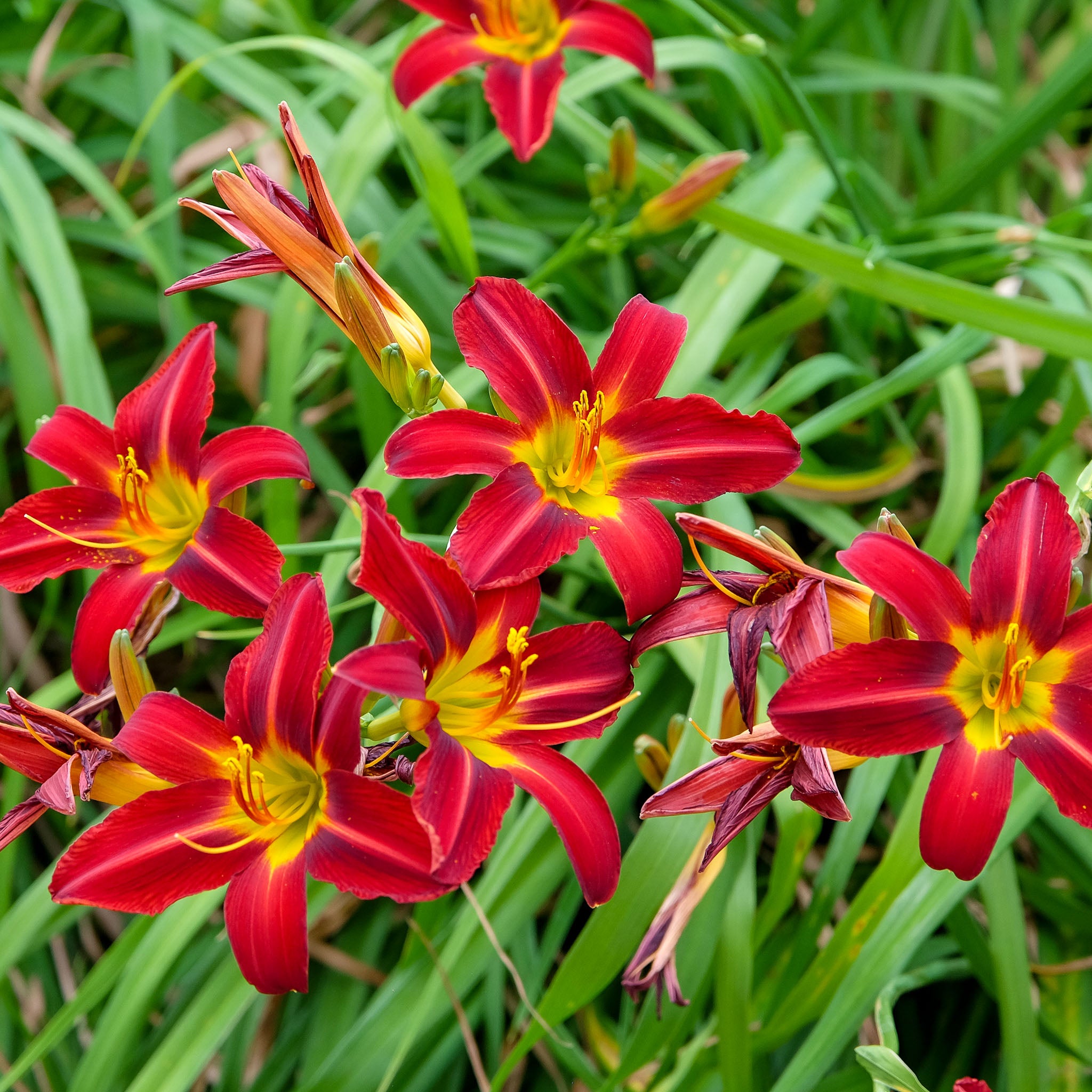 Taglilie 'Sammy Russell'