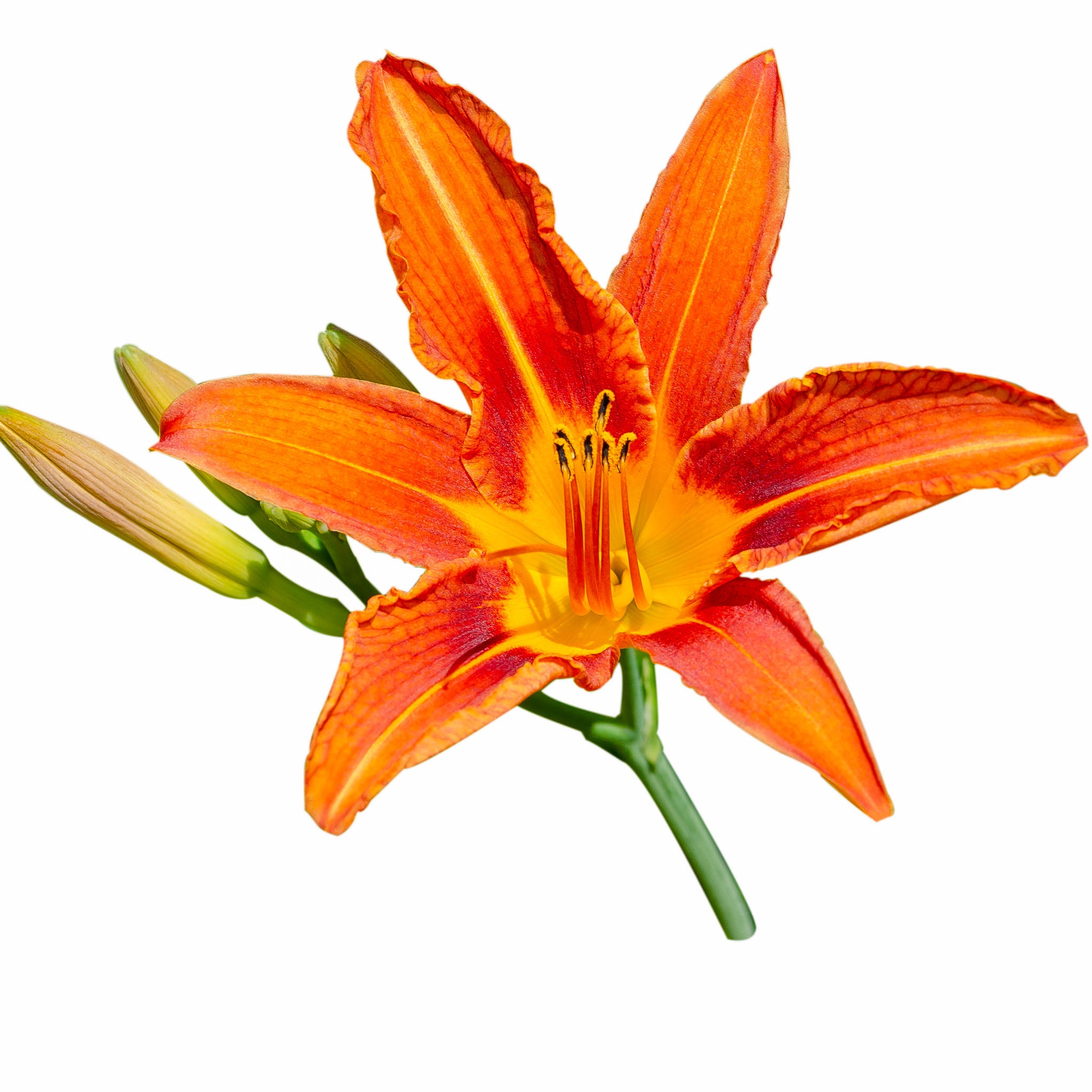 Taglilie 'Sammy Russell'