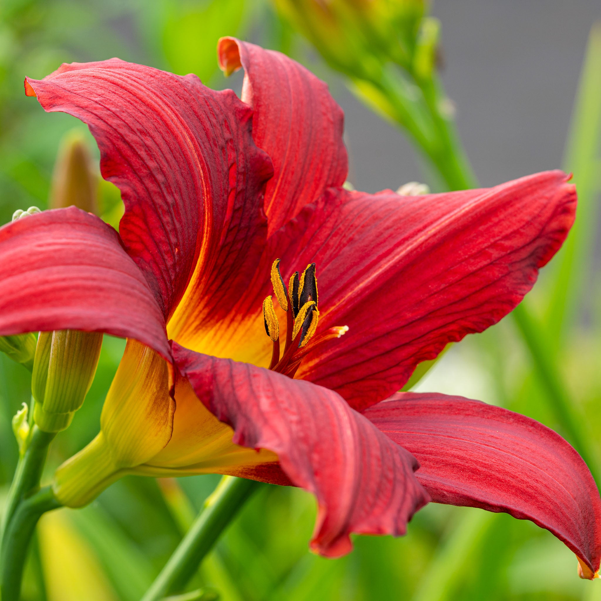 Taglilie 'Sammy Russell'