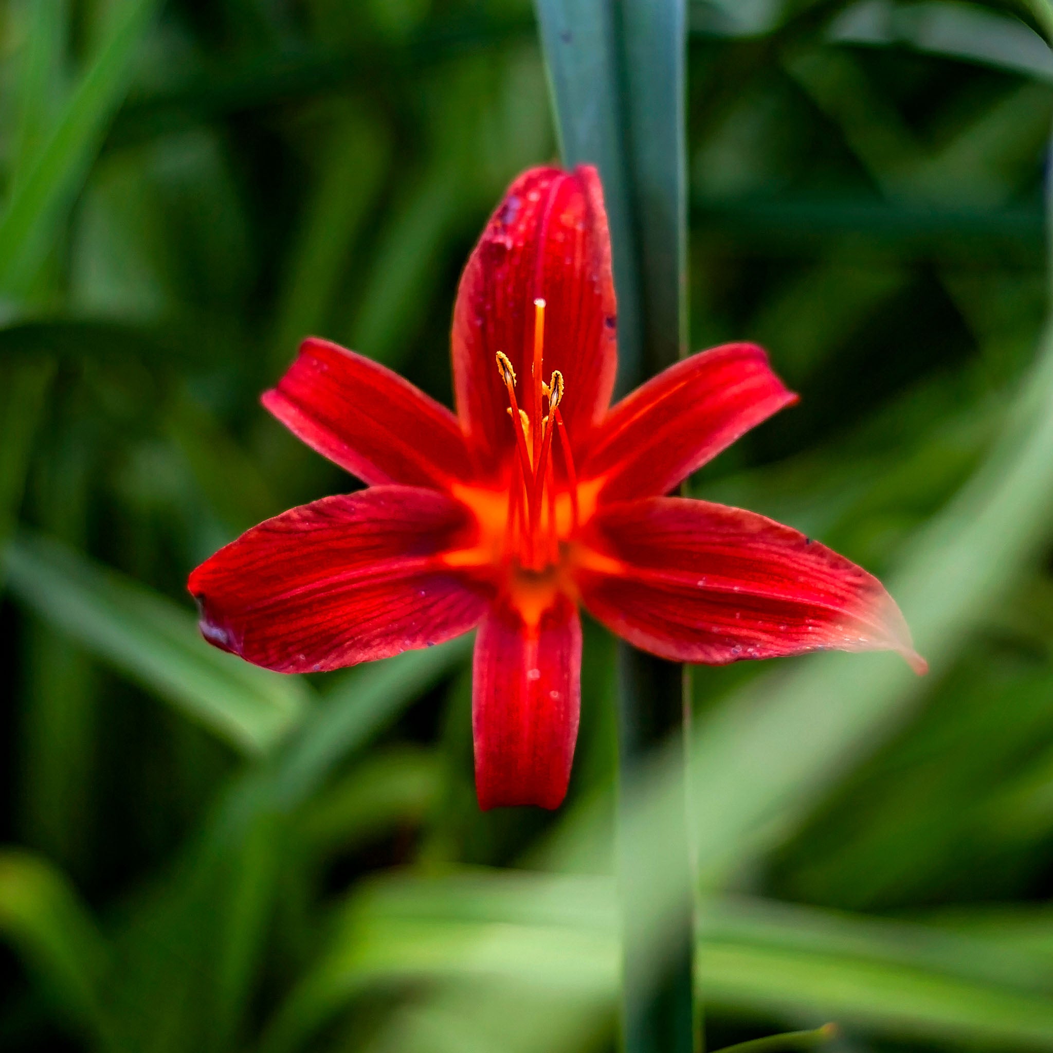 Taglilie 'Sammy Russell'