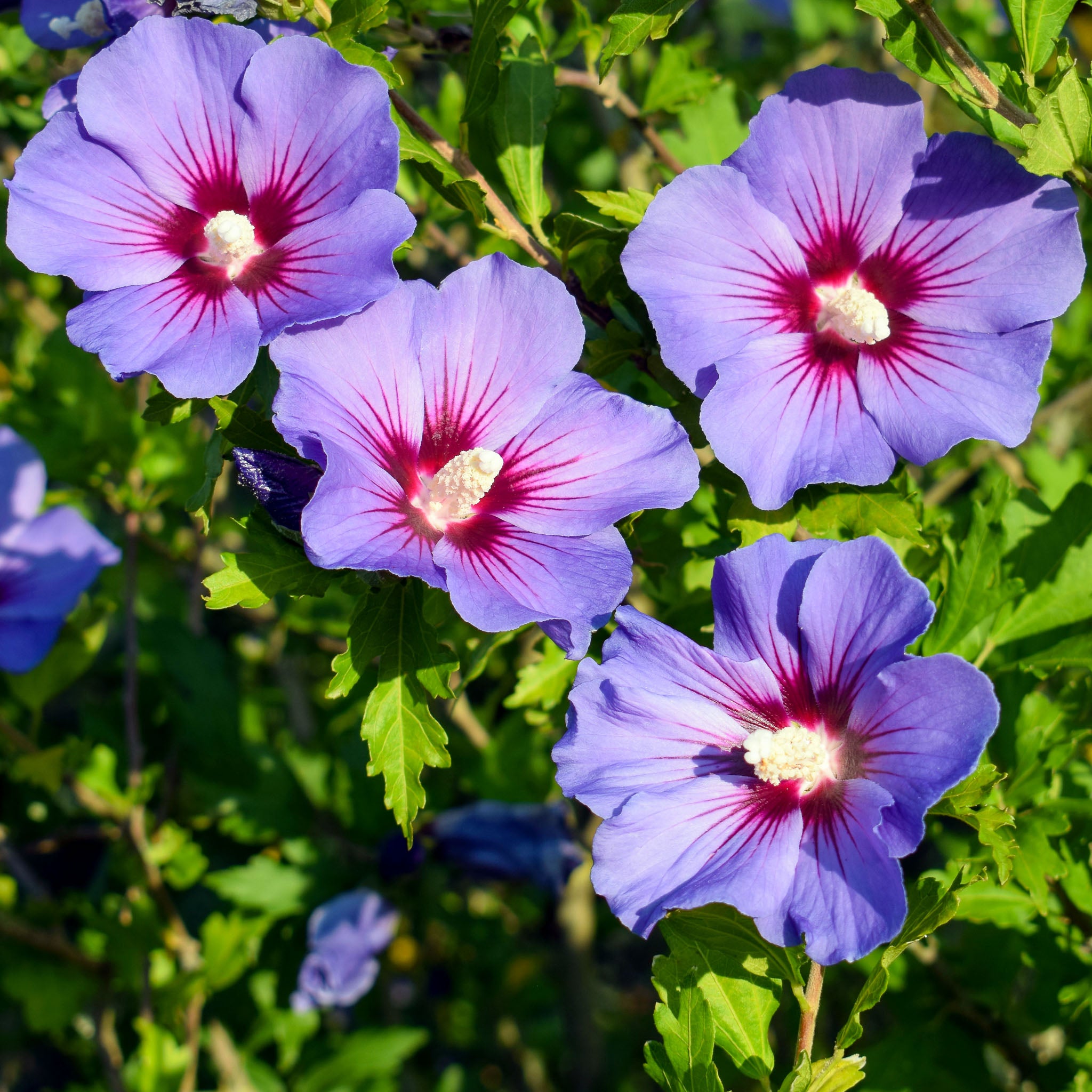 Hibiskus 'Blue Bird'