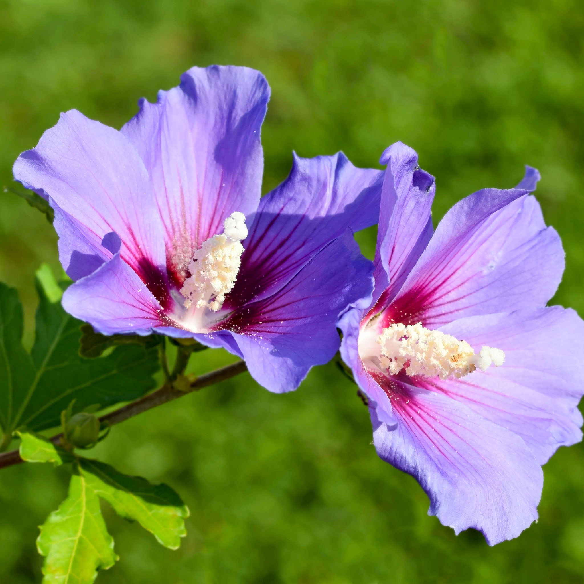 Hibiskus 'Blue Bird'
