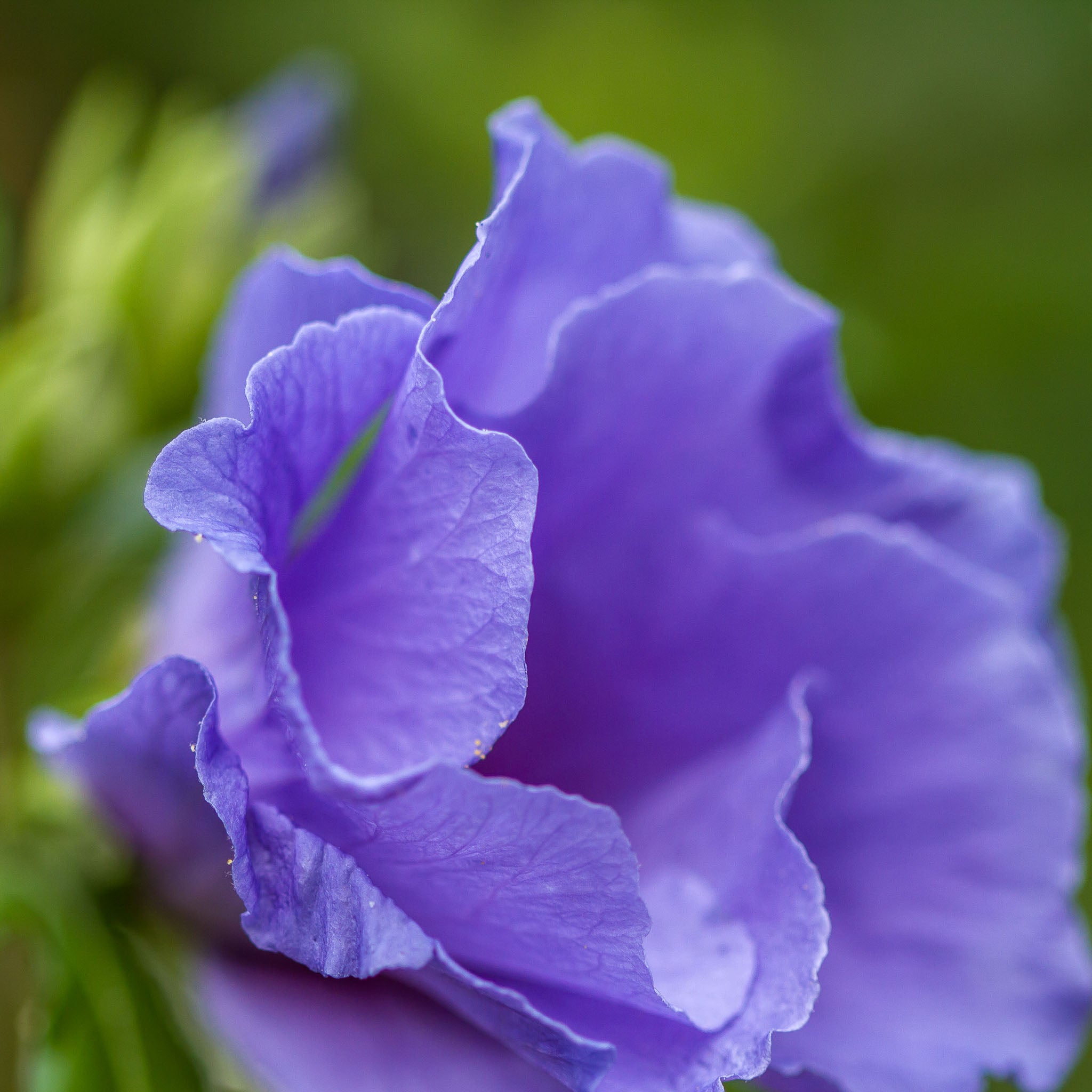Hibiskus 'Blue Bird'