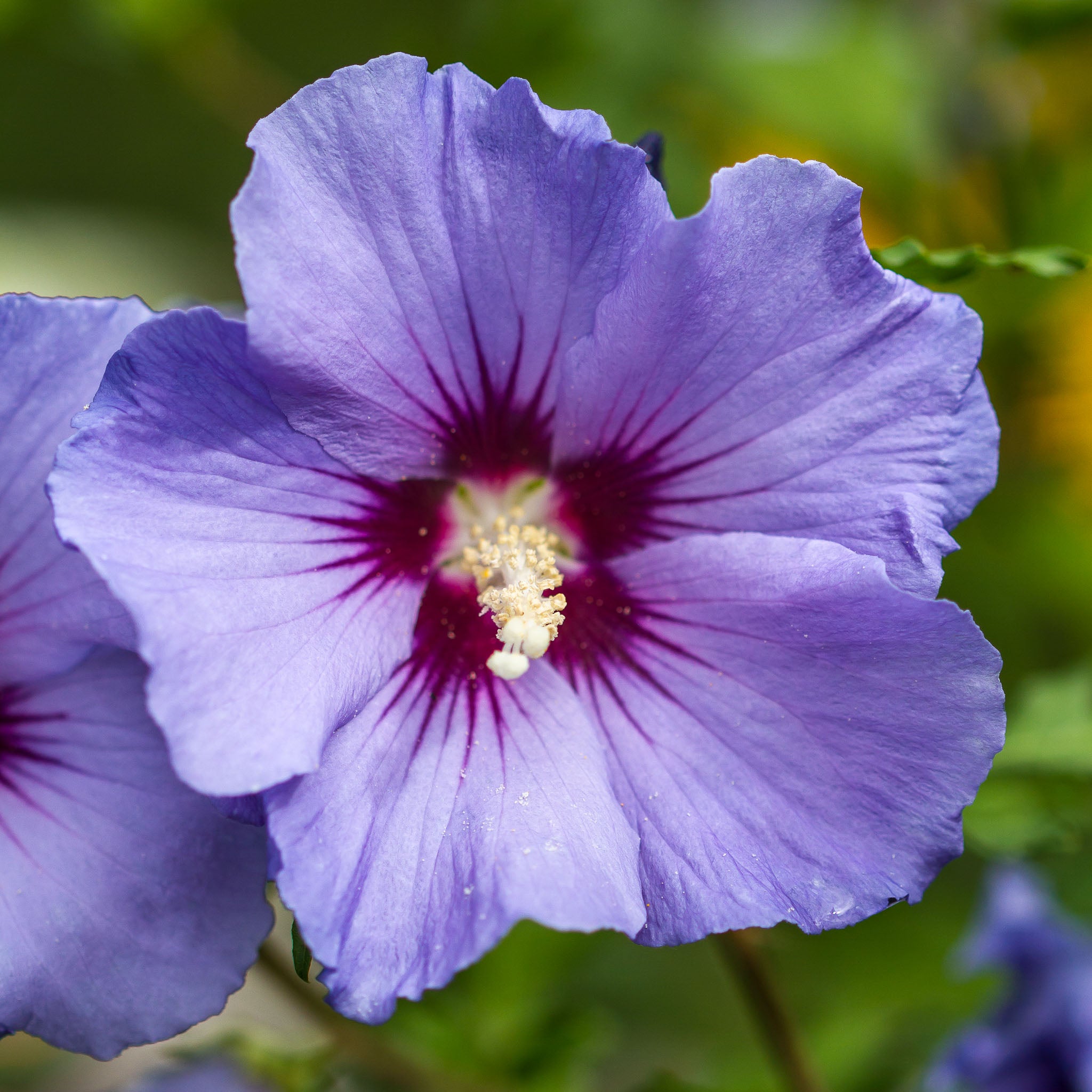 Hibiskus 'Blue Bird'