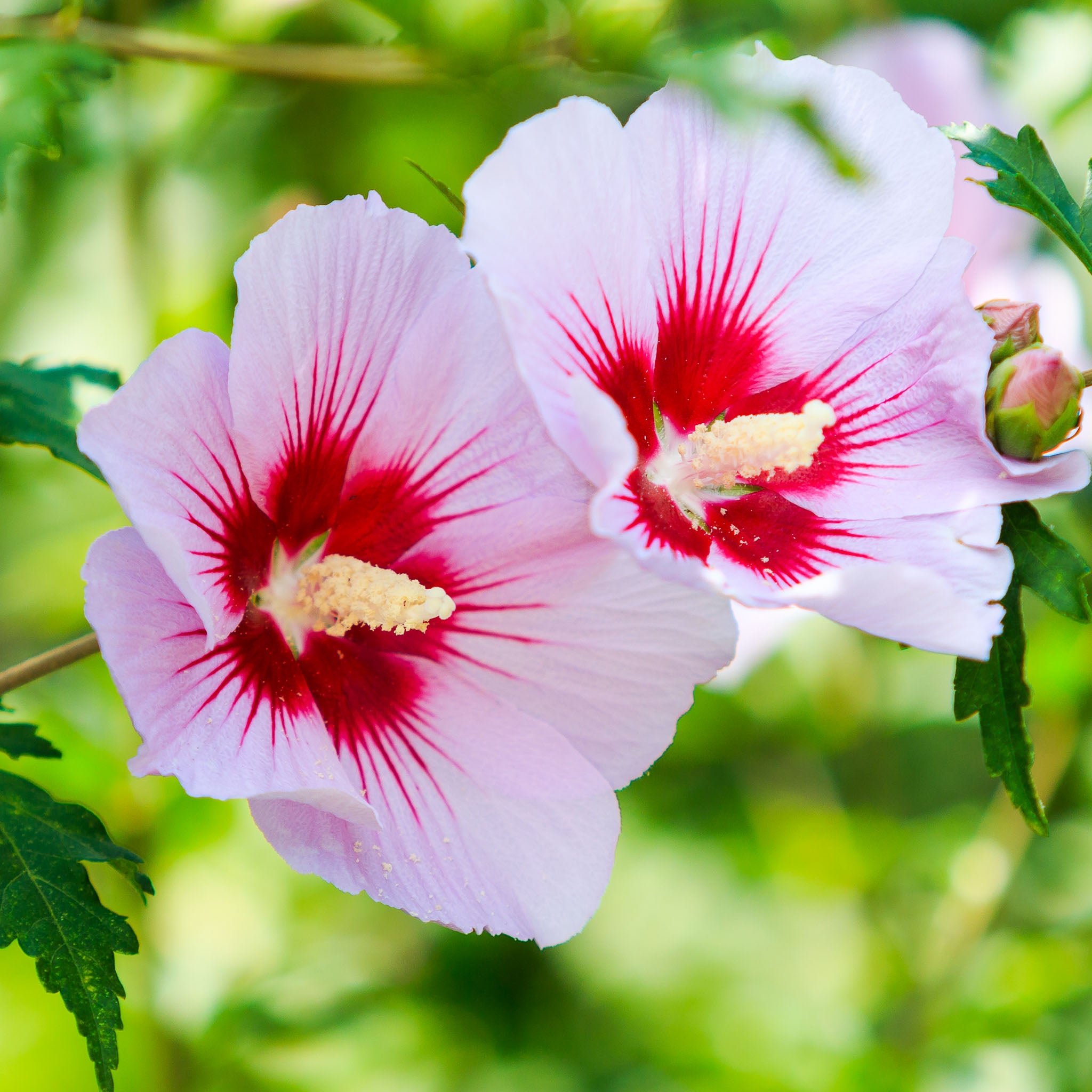 Hibiskus 'Hamabo'