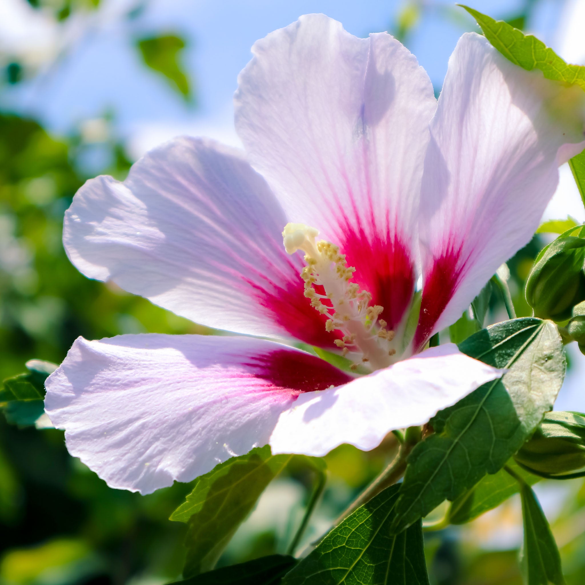 Hibiskus 'Hamabo'