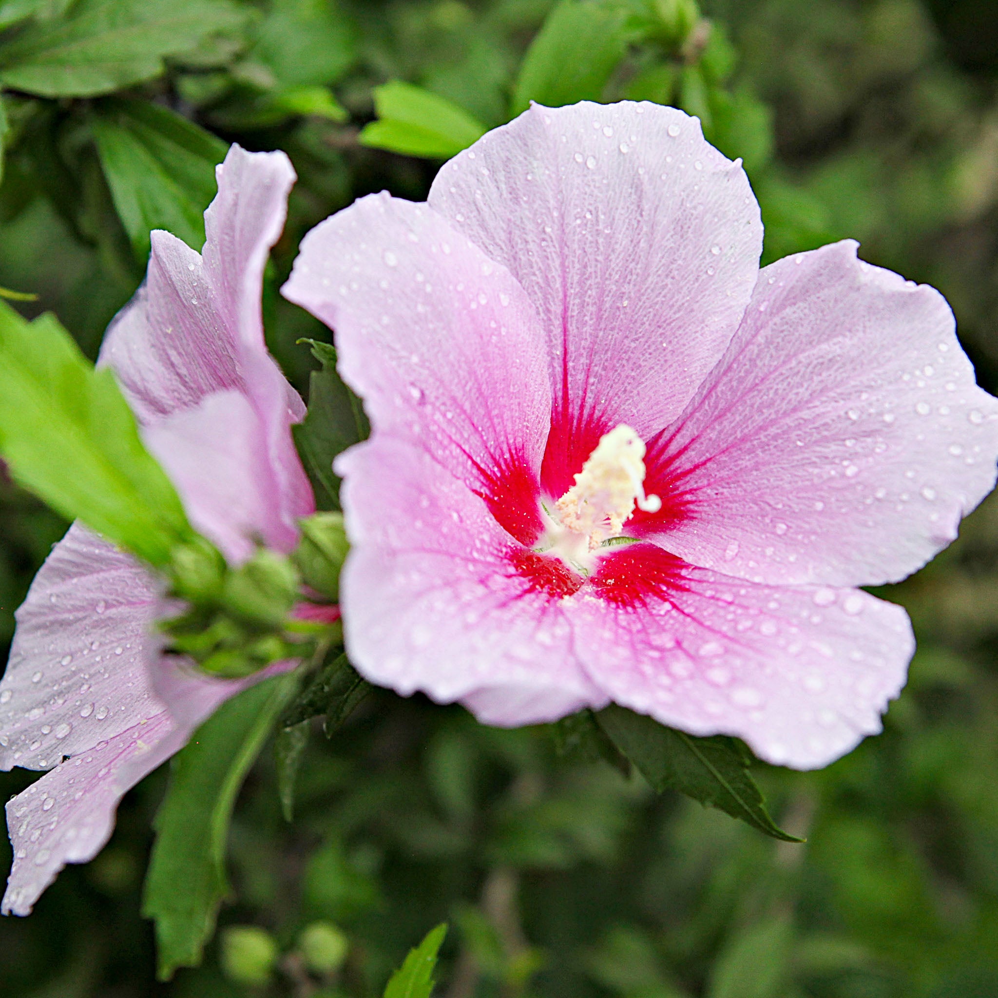 Hibiskus 'Hamabo'