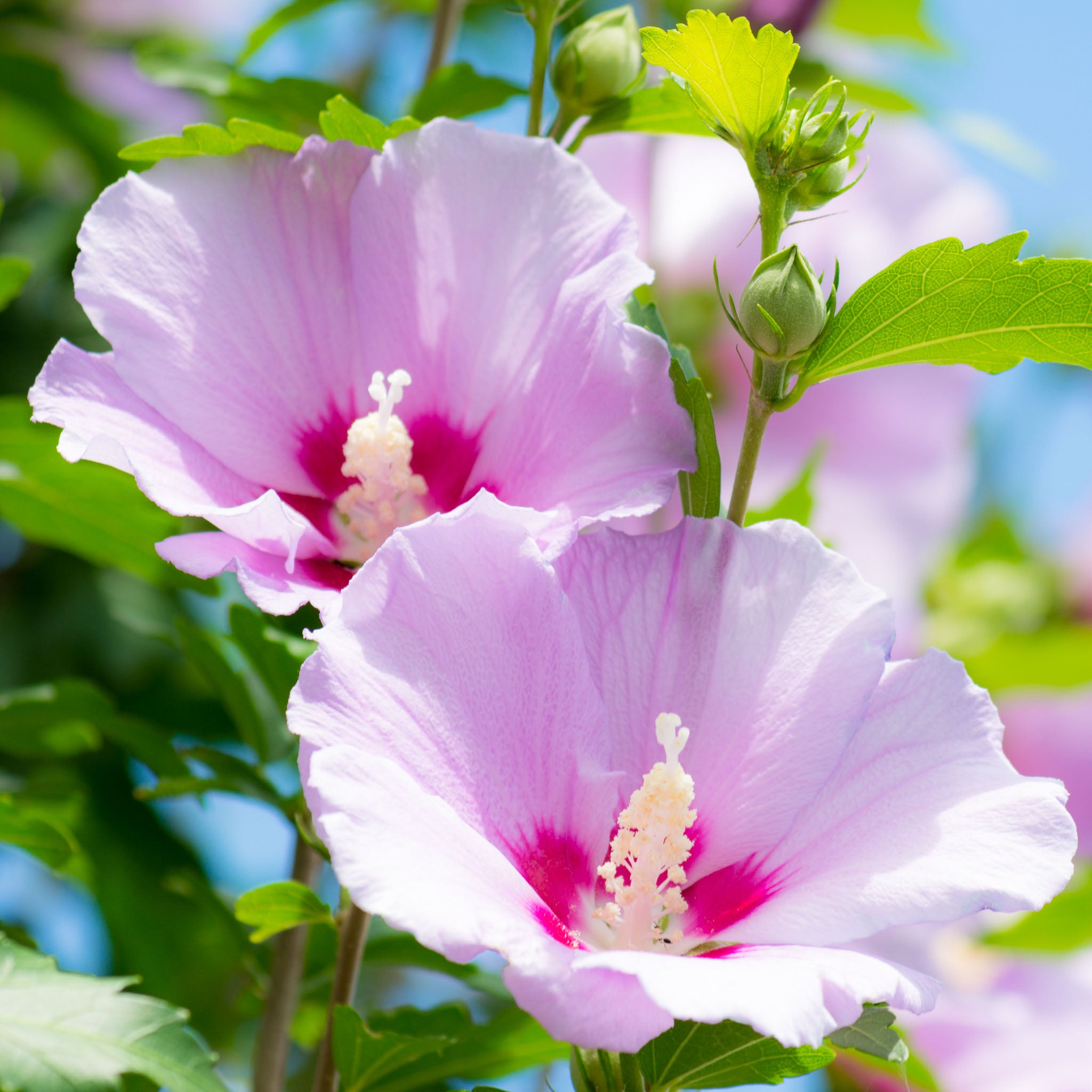 Hibiskus 'Hamabo'