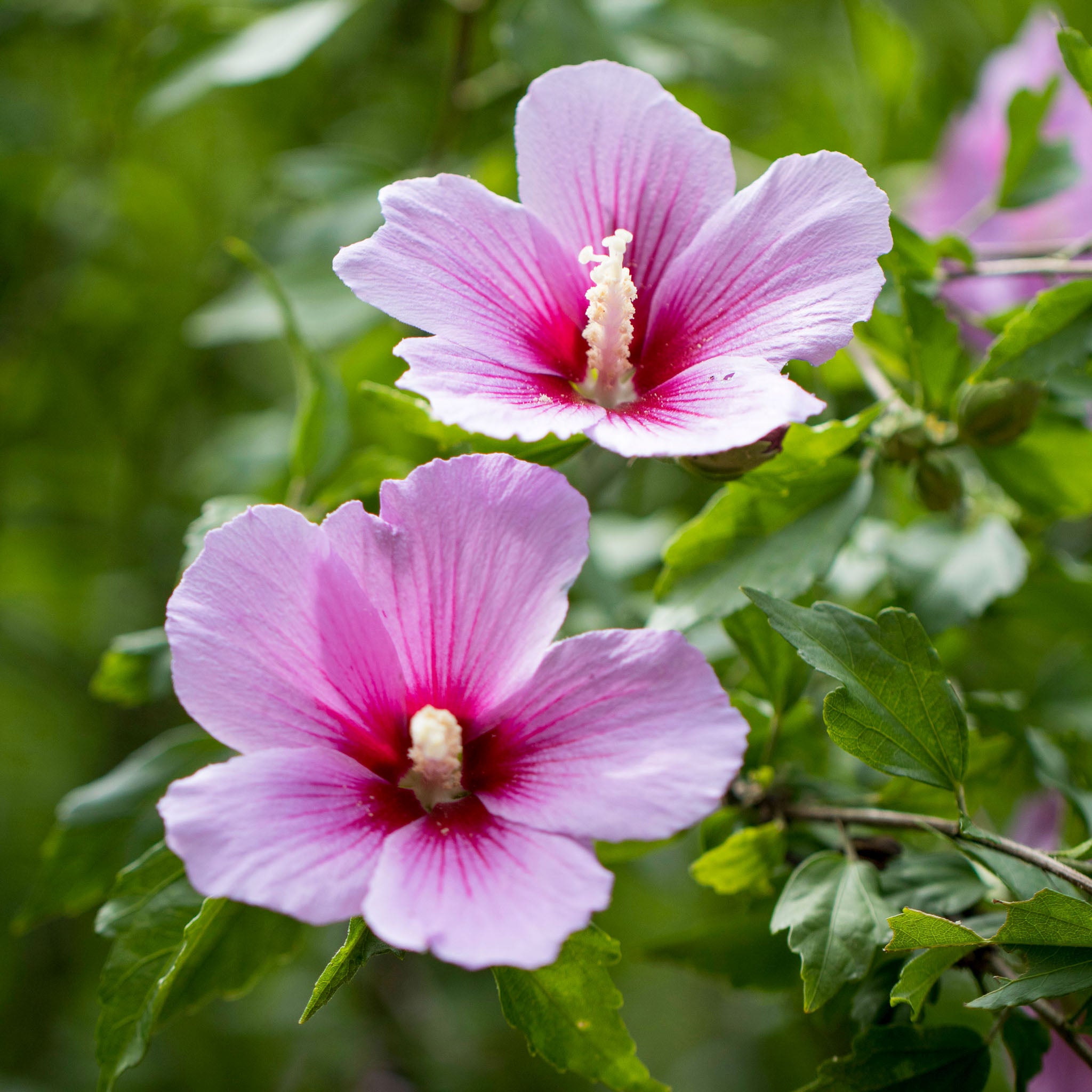 Hibiskus 'Hamabo'