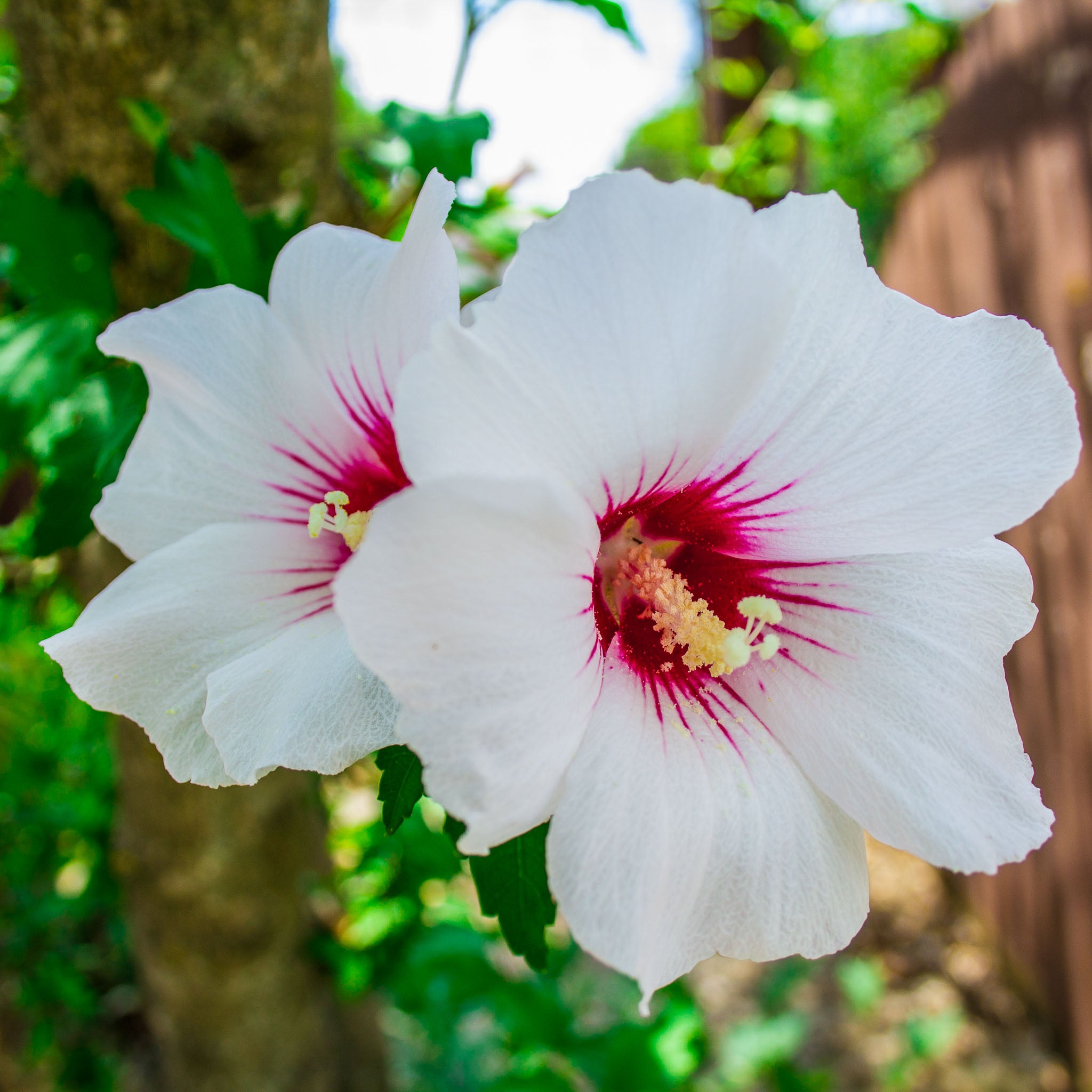Hibiskus 'Red Heart'